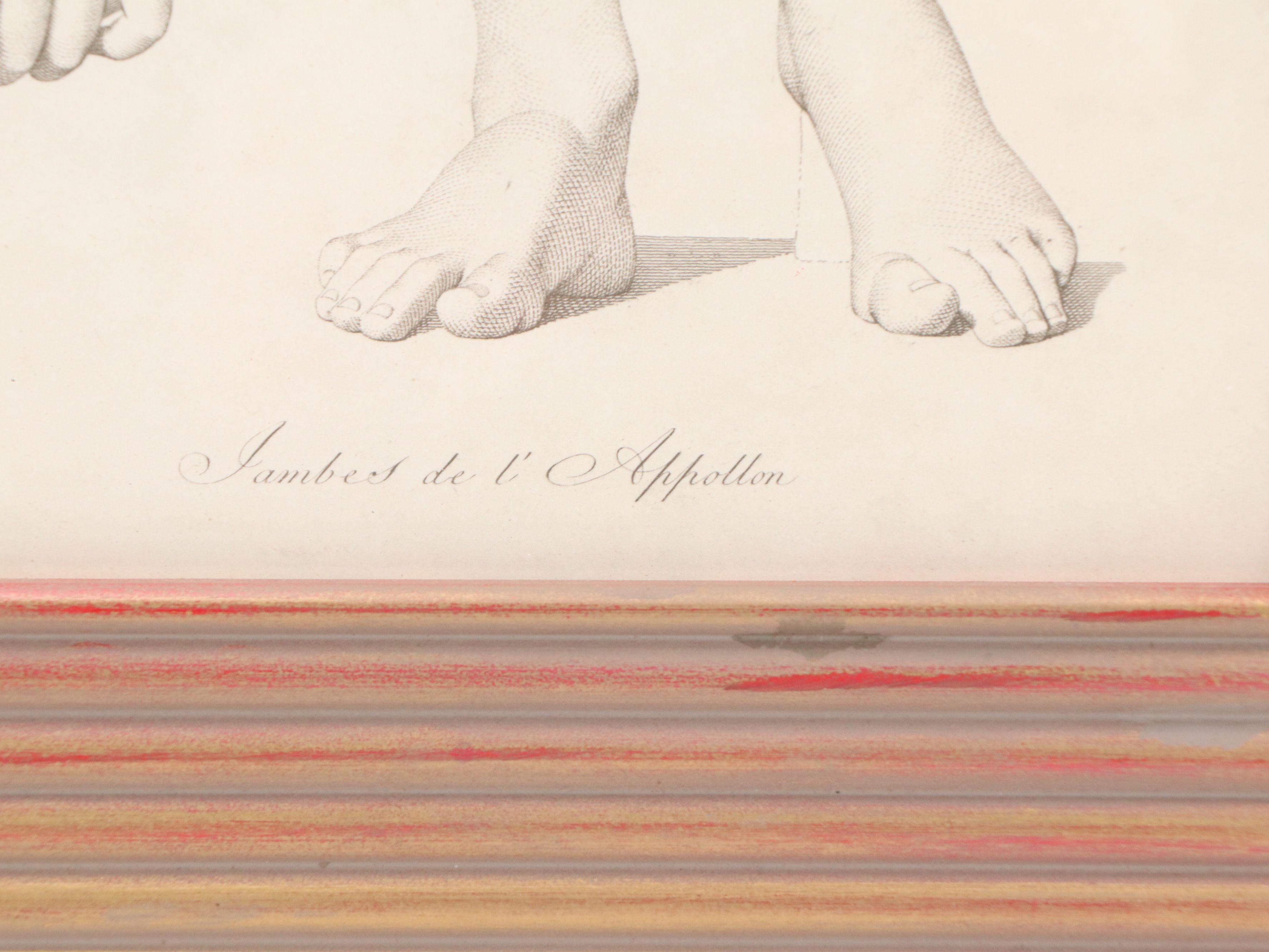 Anatomical Halftones "Gambes de l'Apollon"