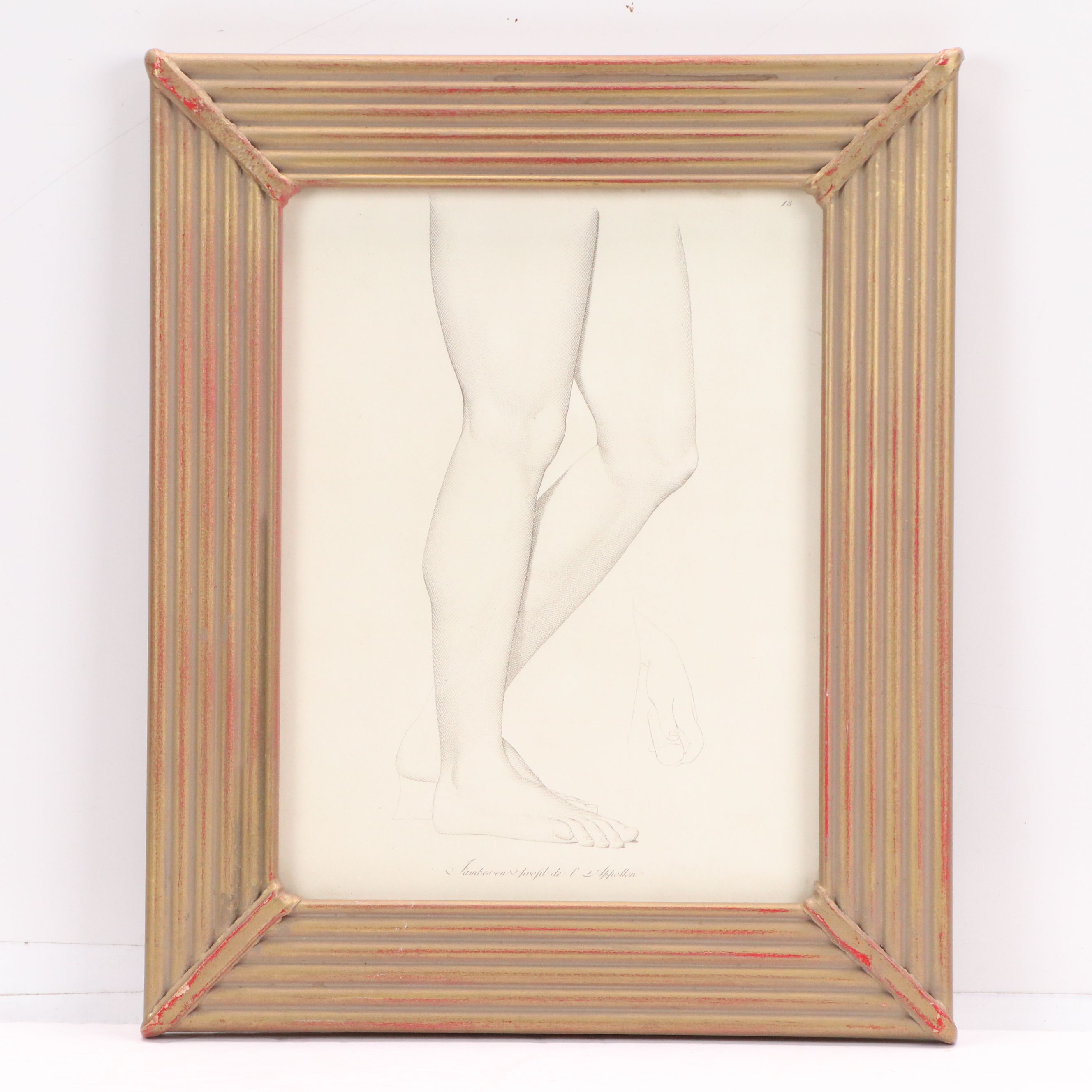 Anatomical Halftones "Gambes de l'Apollon"