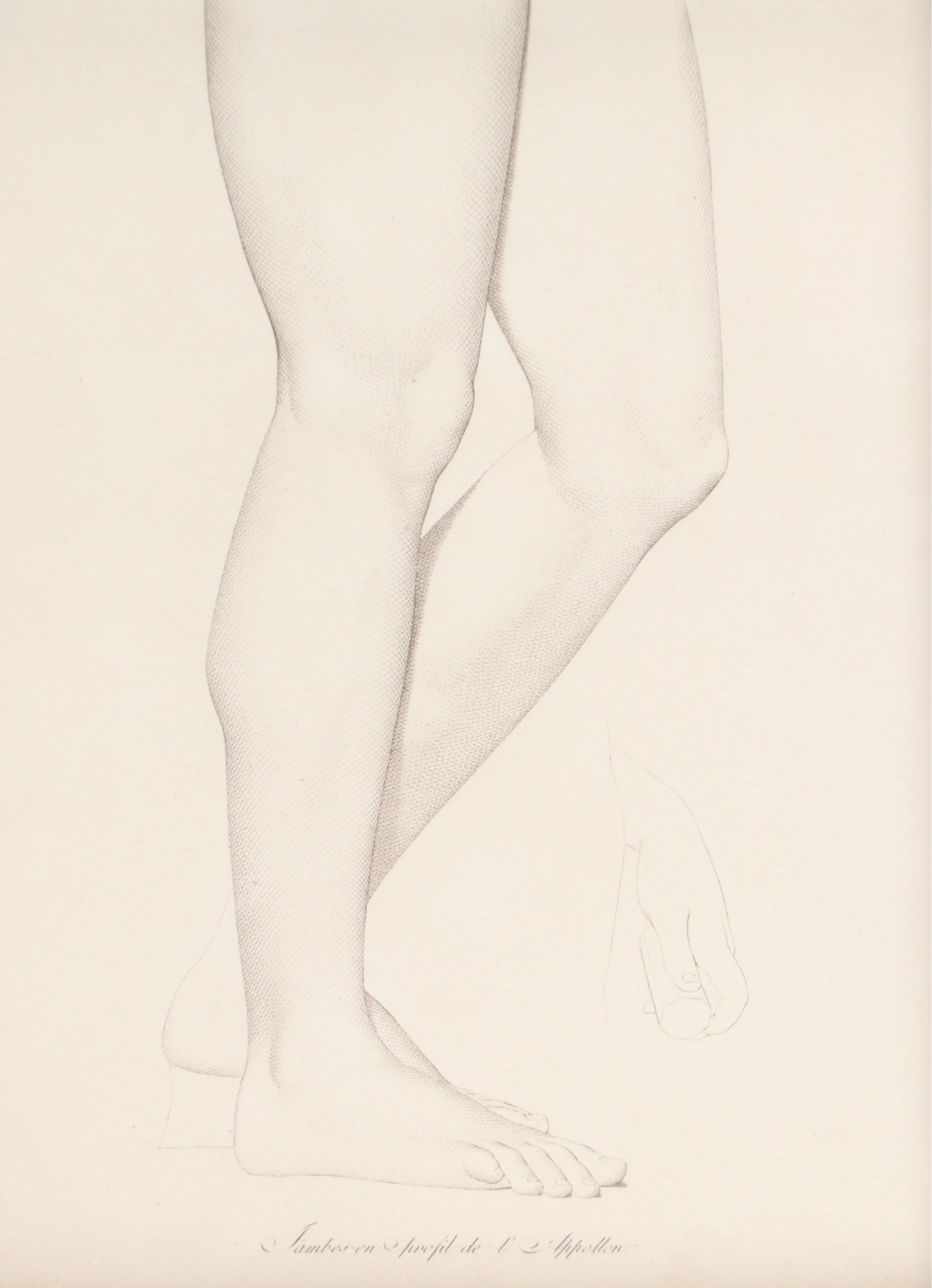 Anatomical Halftones "Gambes de l'Apollon"