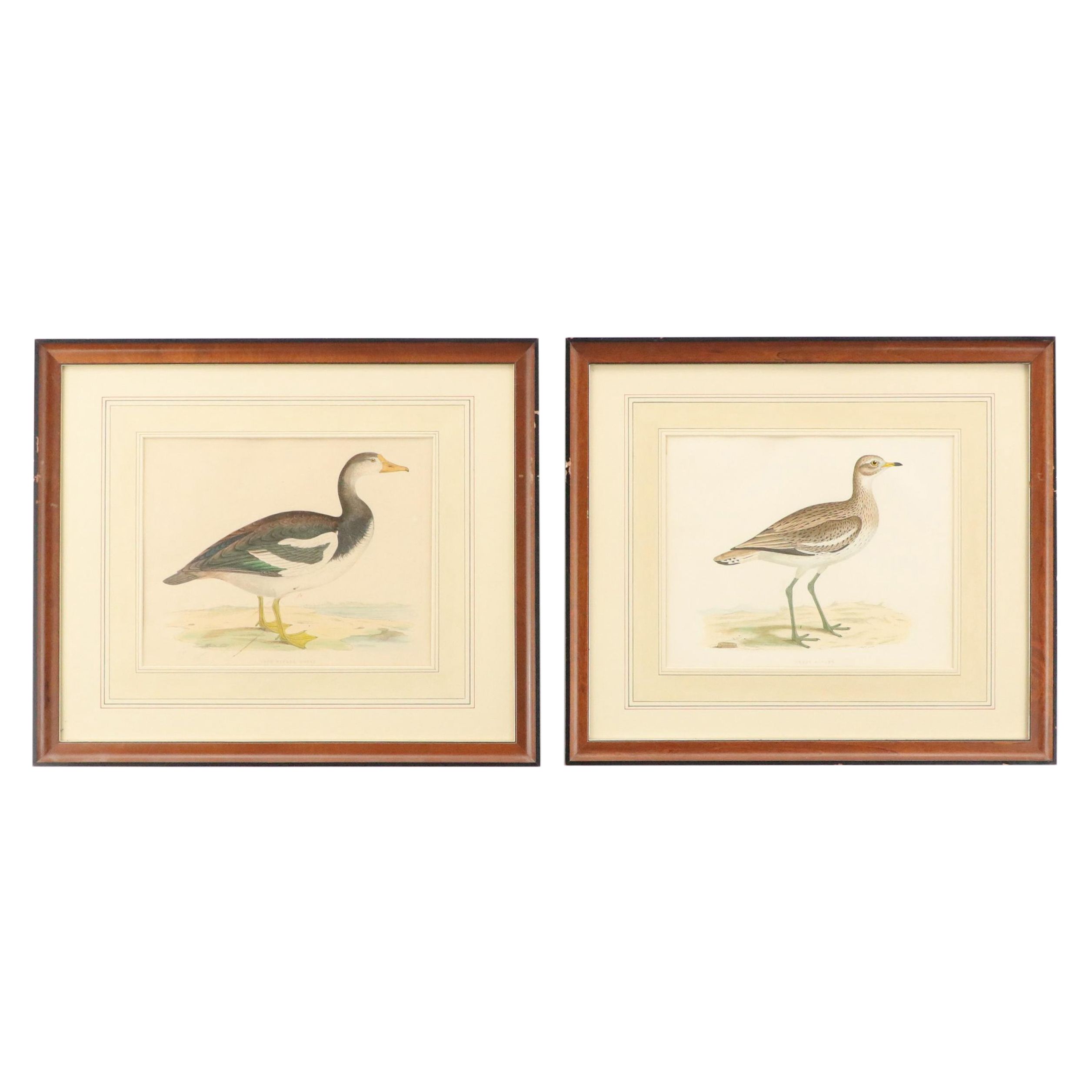 Antique Hand-Colored Lithographs "Spur-Winged Goose" and "Great Plover"