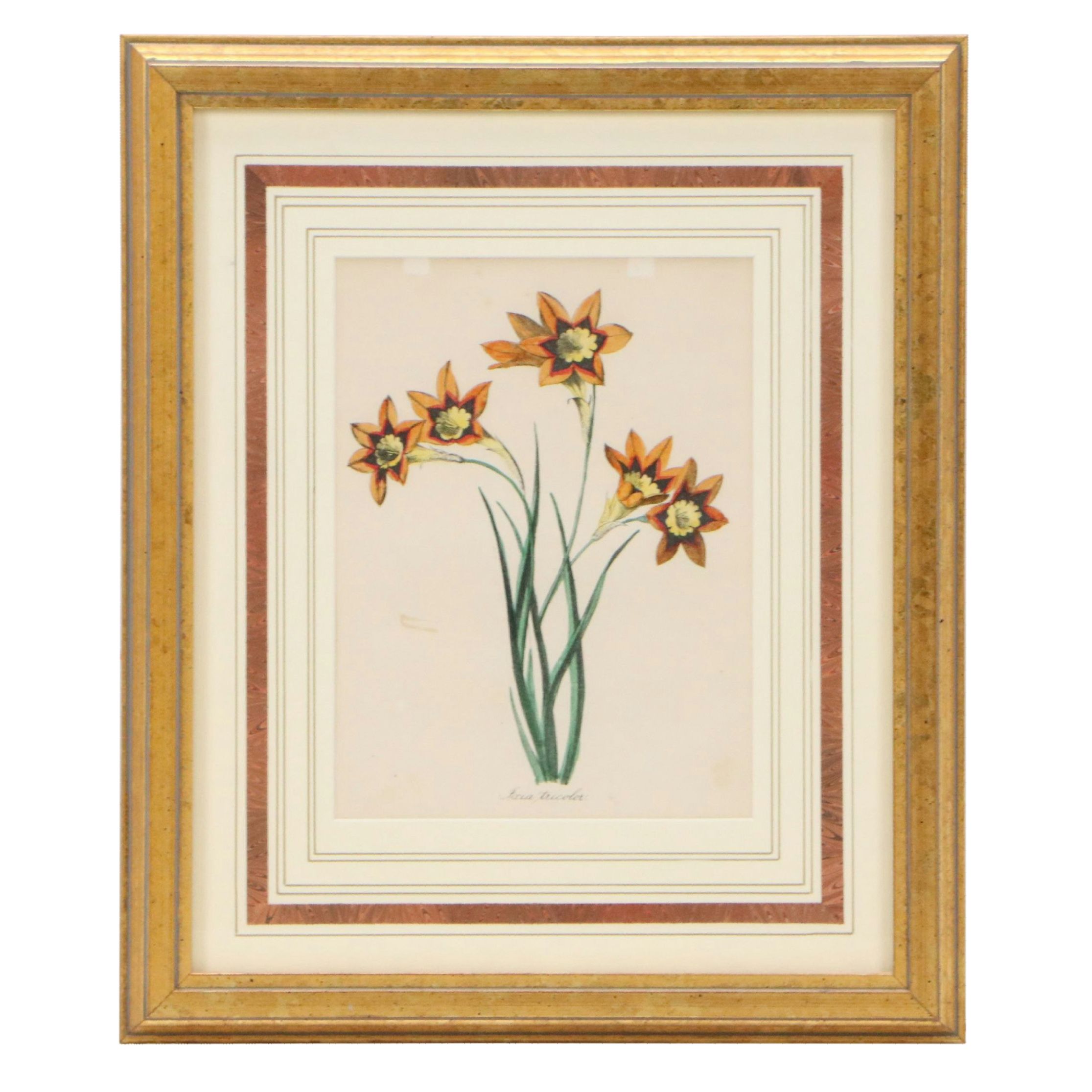 Hand-Colored Botanical Lithographs of Iris and Ixia Flowers, 19th Century