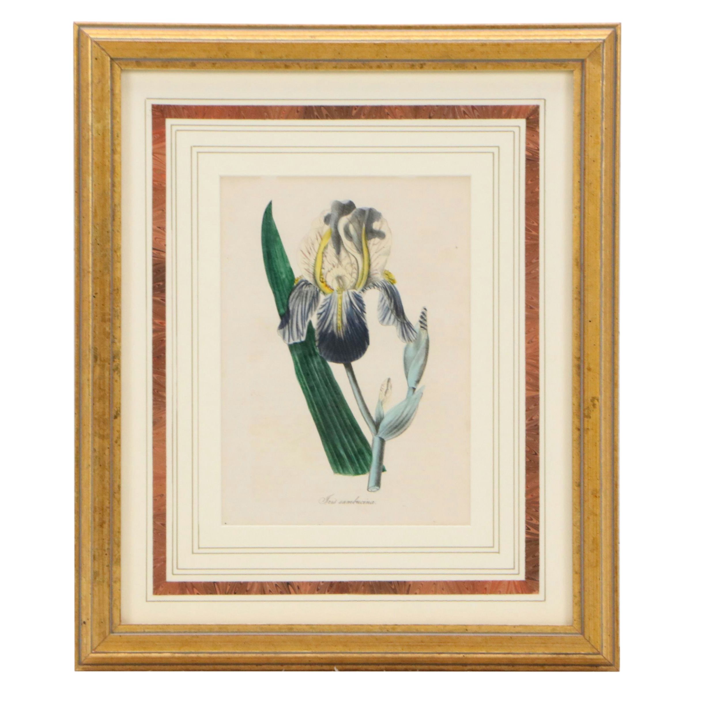 Hand-Colored Botanical Lithographs of Iris and Ixia Flowers, 19th Century