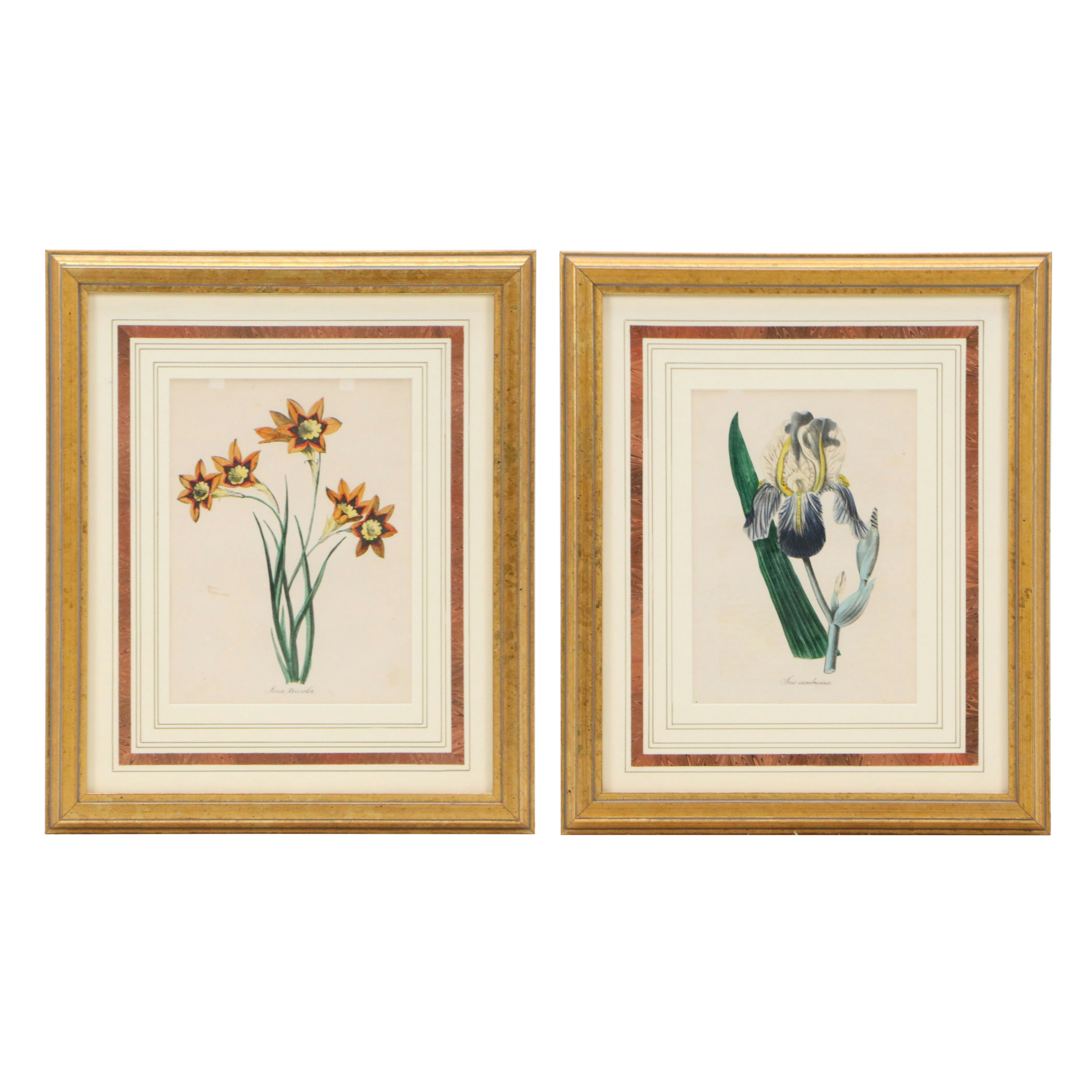 Hand-Colored Botanical Lithographs of Iris and Ixia Flowers, 19th Century