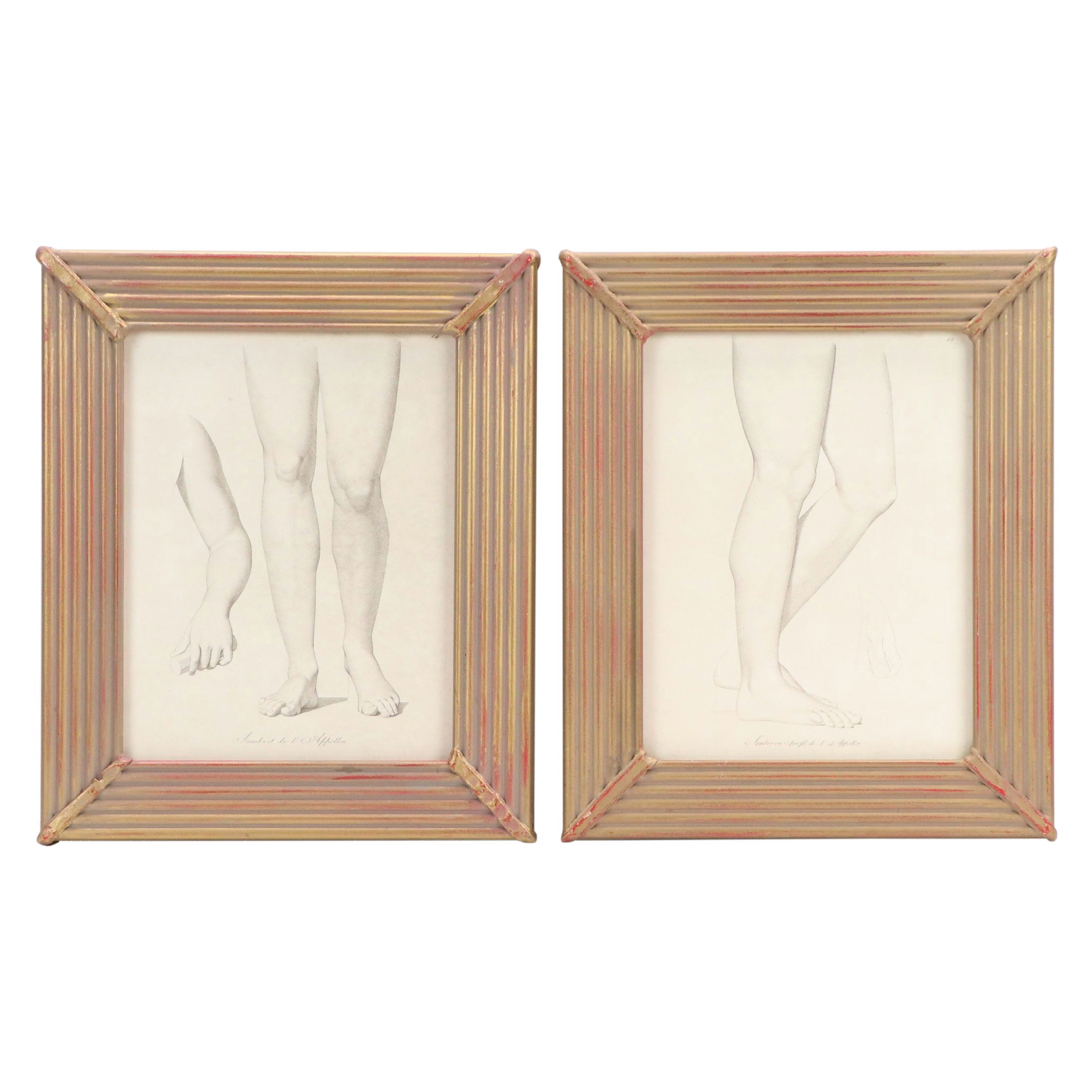 Anatomical Halftones "Gambes de l'Apollon"