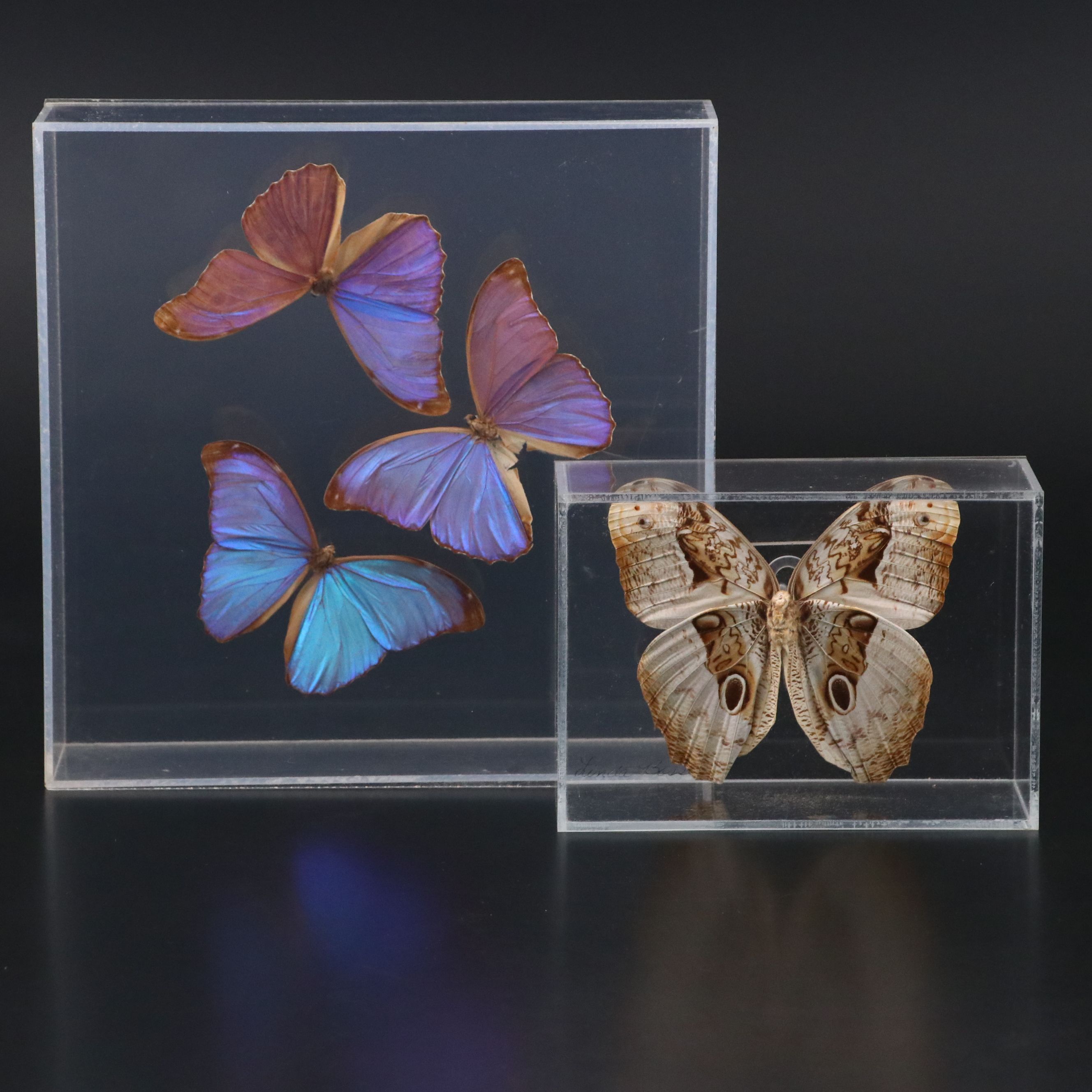 Owl Butterfly and Giant Blue Morpho Specimens in Acrylic Displays