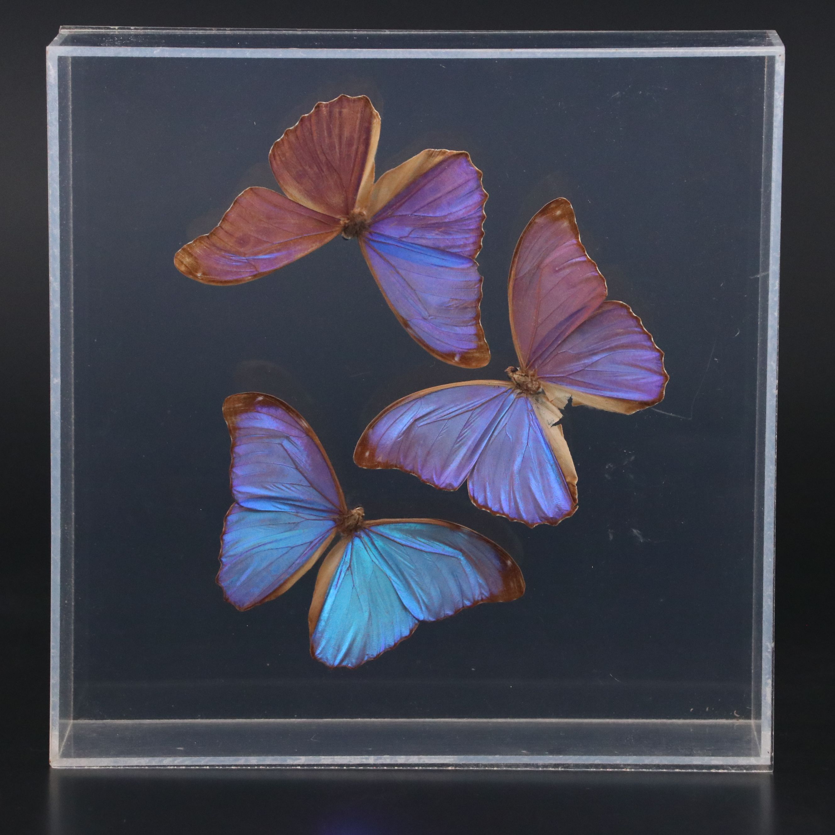 Owl Butterfly and Giant Blue Morpho Specimens in Acrylic Displays