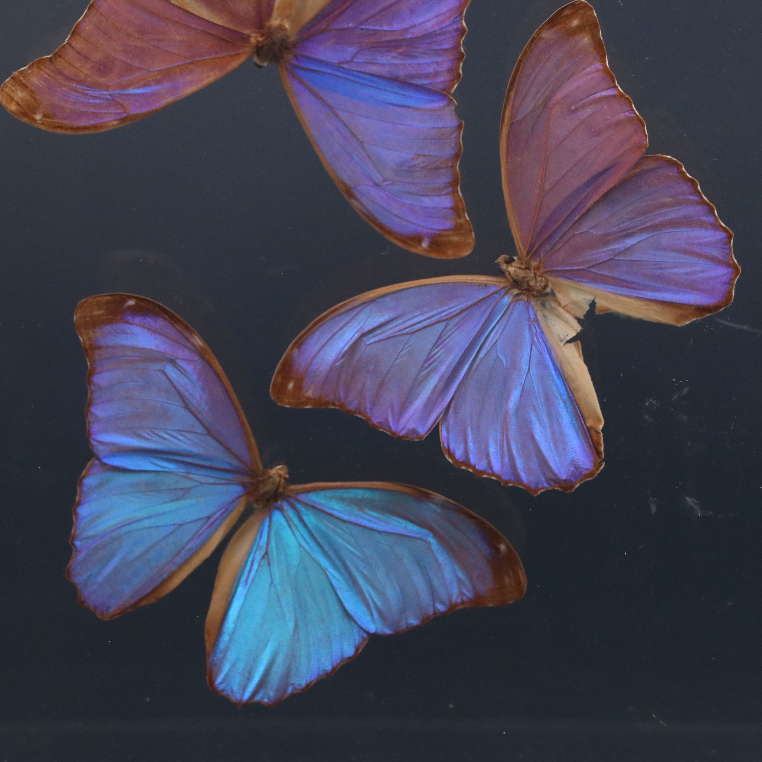 Owl Butterfly and Giant Blue Morpho Specimens in Acrylic Displays