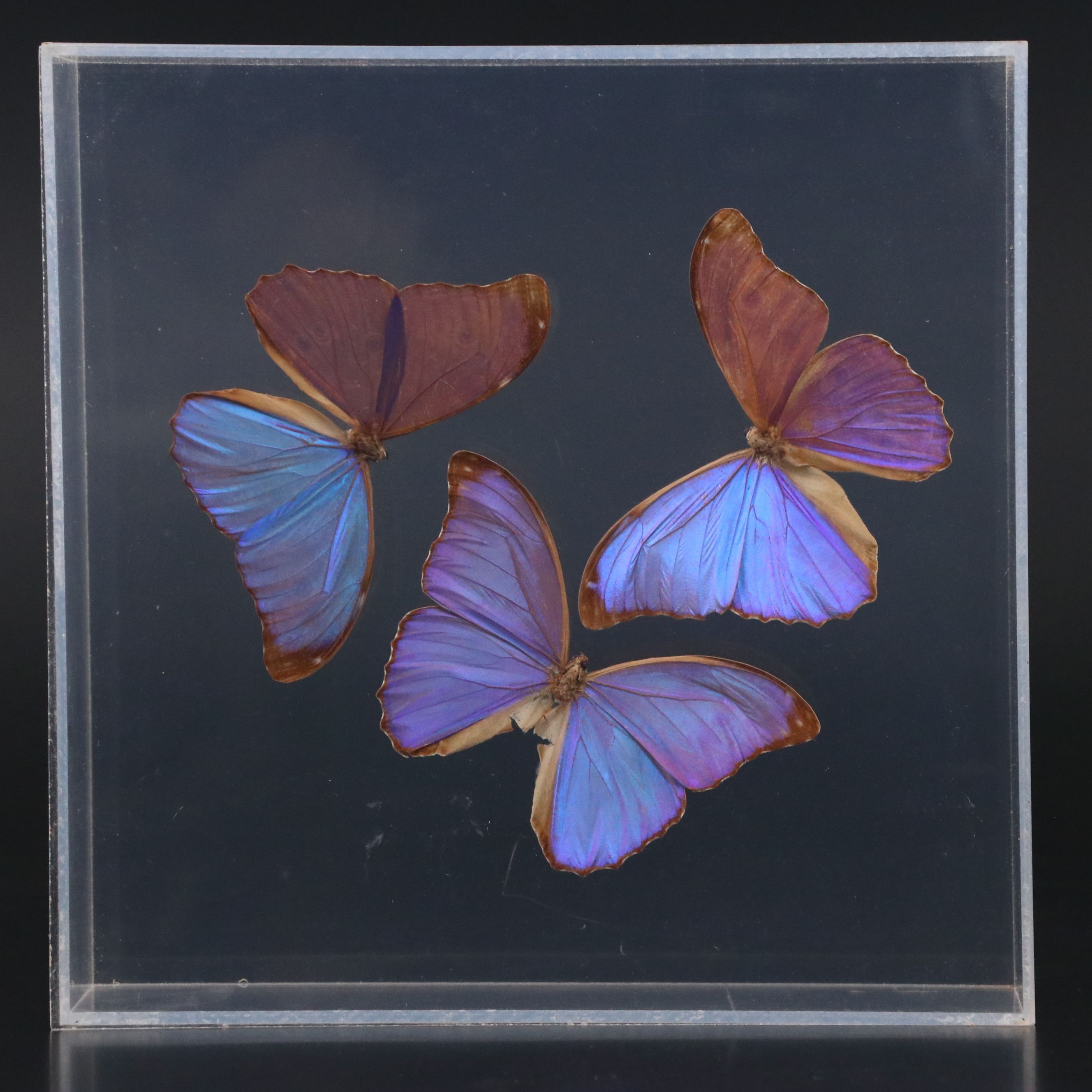 Owl Butterfly and Giant Blue Morpho Specimens in Acrylic Displays