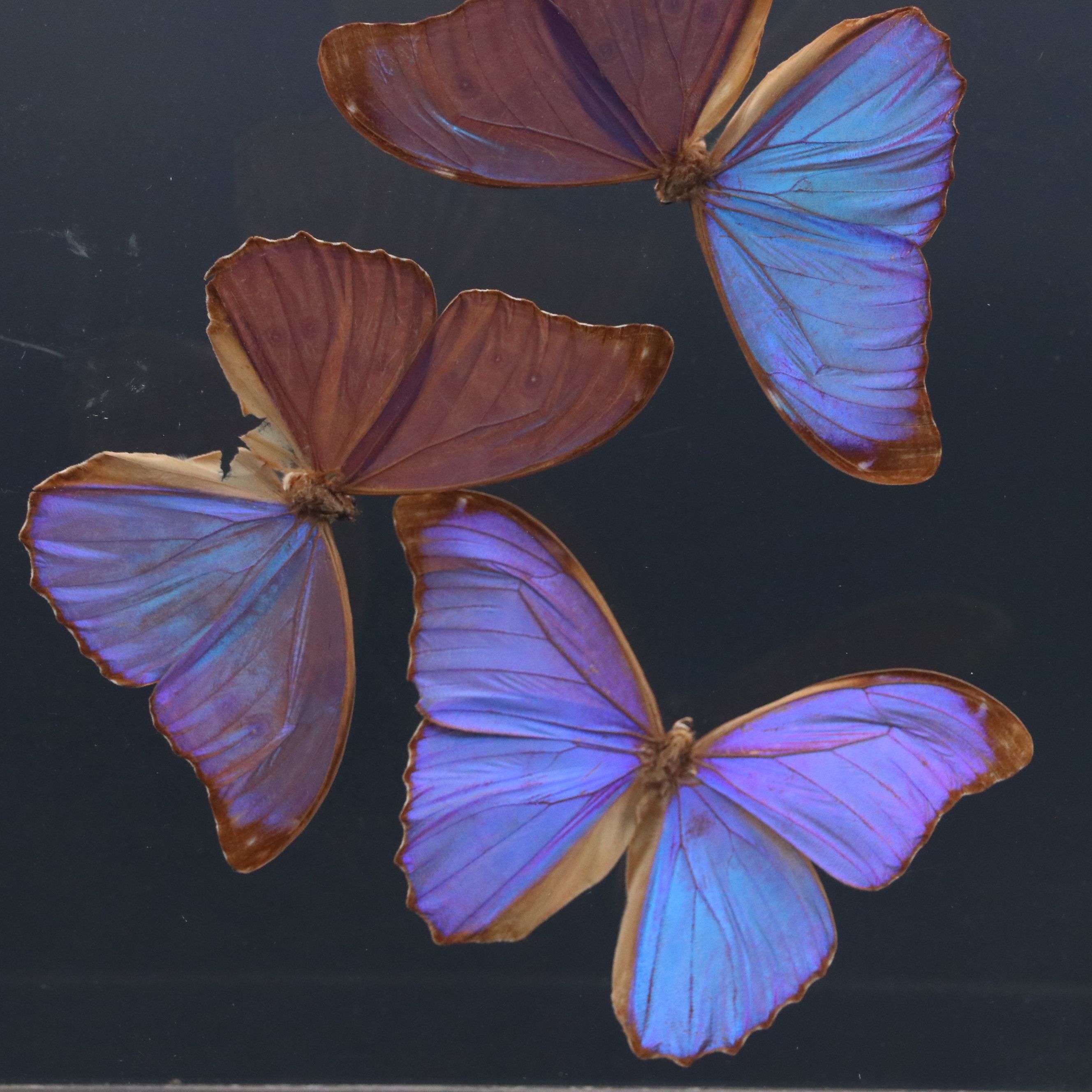 Owl Butterfly and Giant Blue Morpho Specimens in Acrylic Displays
