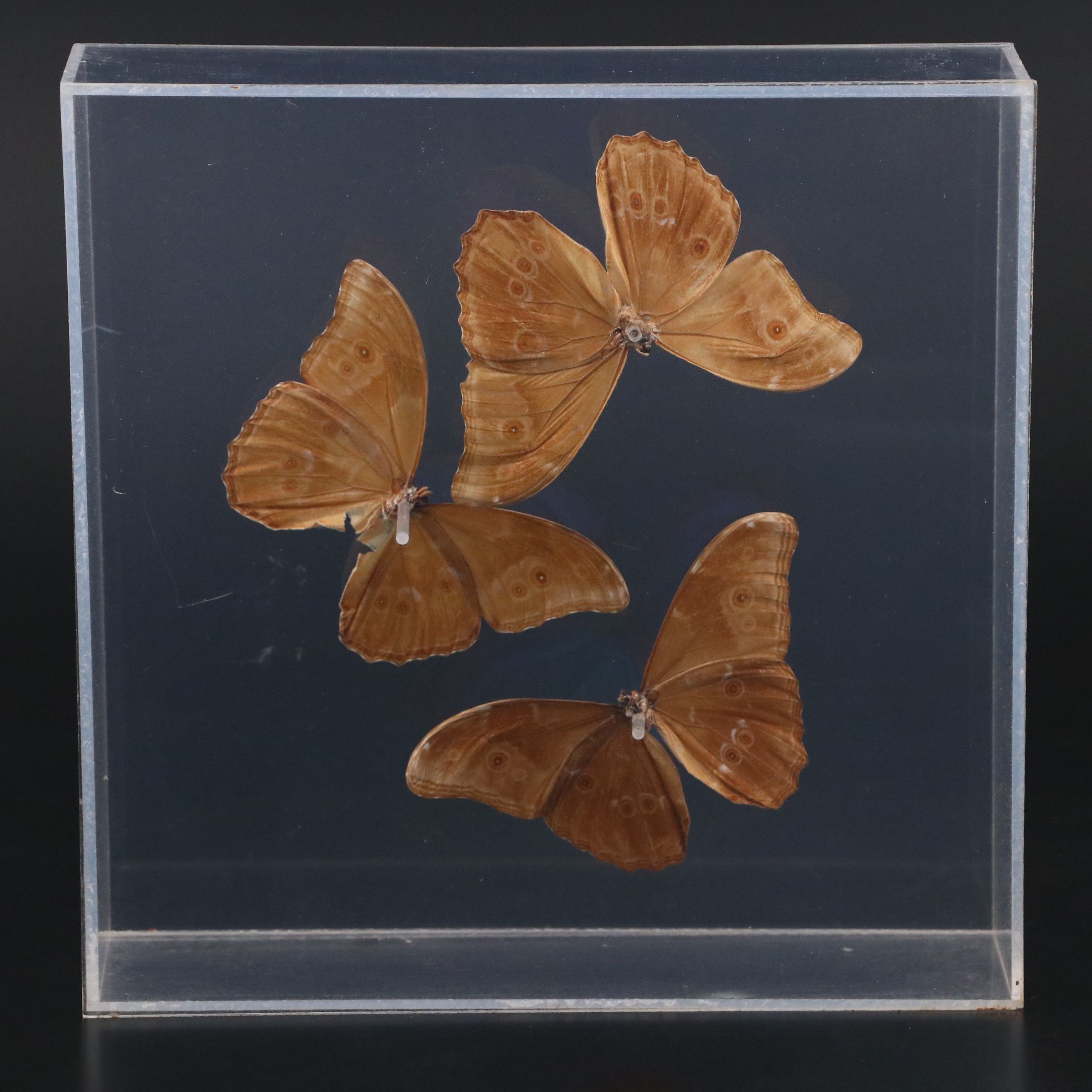 Owl Butterfly and Giant Blue Morpho Specimens in Acrylic Displays