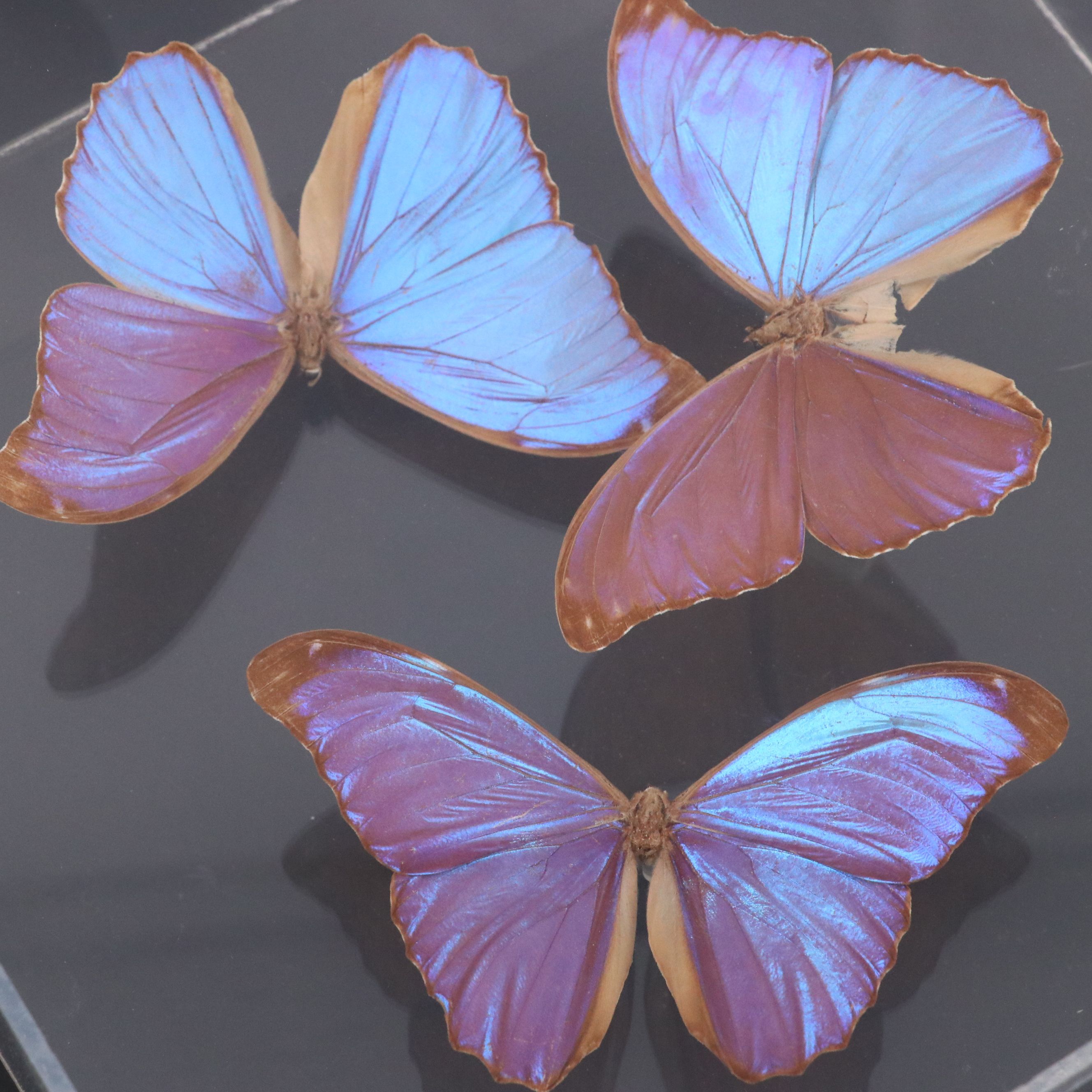 Owl Butterfly and Giant Blue Morpho Specimens in Acrylic Displays