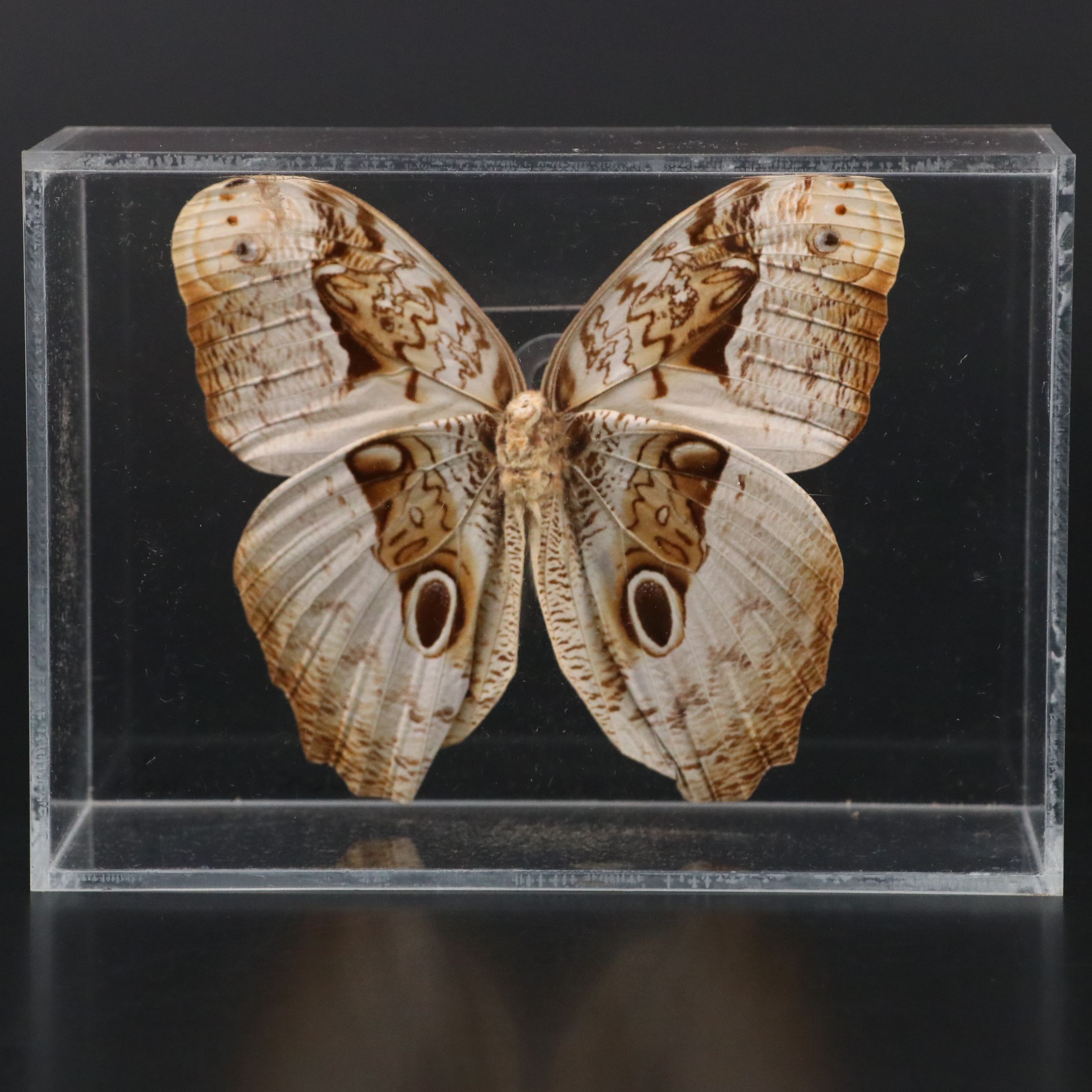 Owl Butterfly and Giant Blue Morpho Specimens in Acrylic Displays