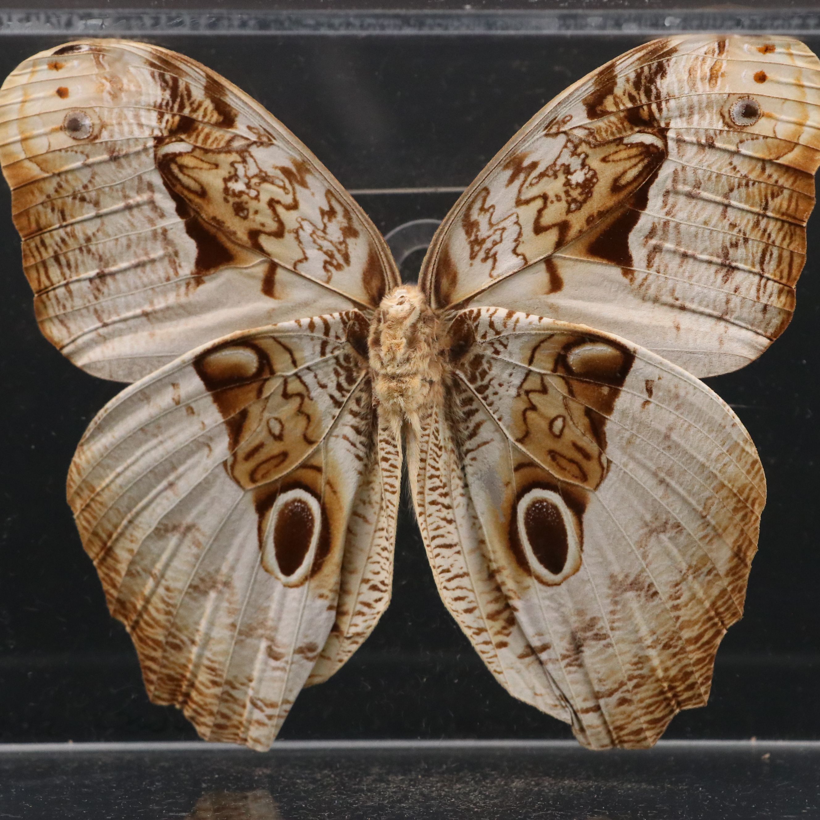 Owl Butterfly and Giant Blue Morpho Specimens in Acrylic Displays