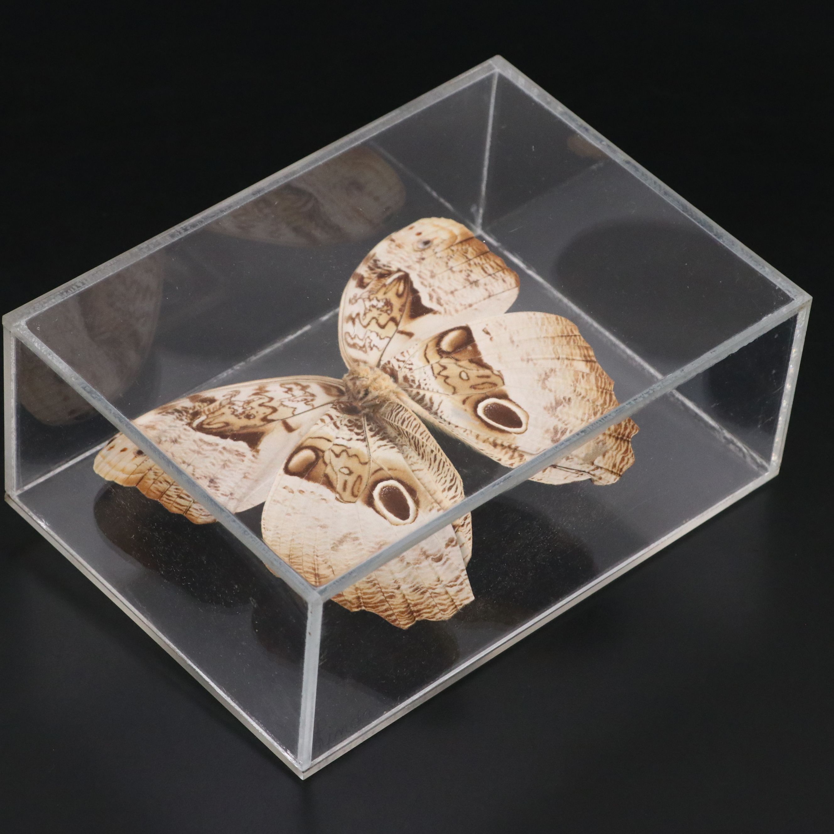 Owl Butterfly and Giant Blue Morpho Specimens in Acrylic Displays