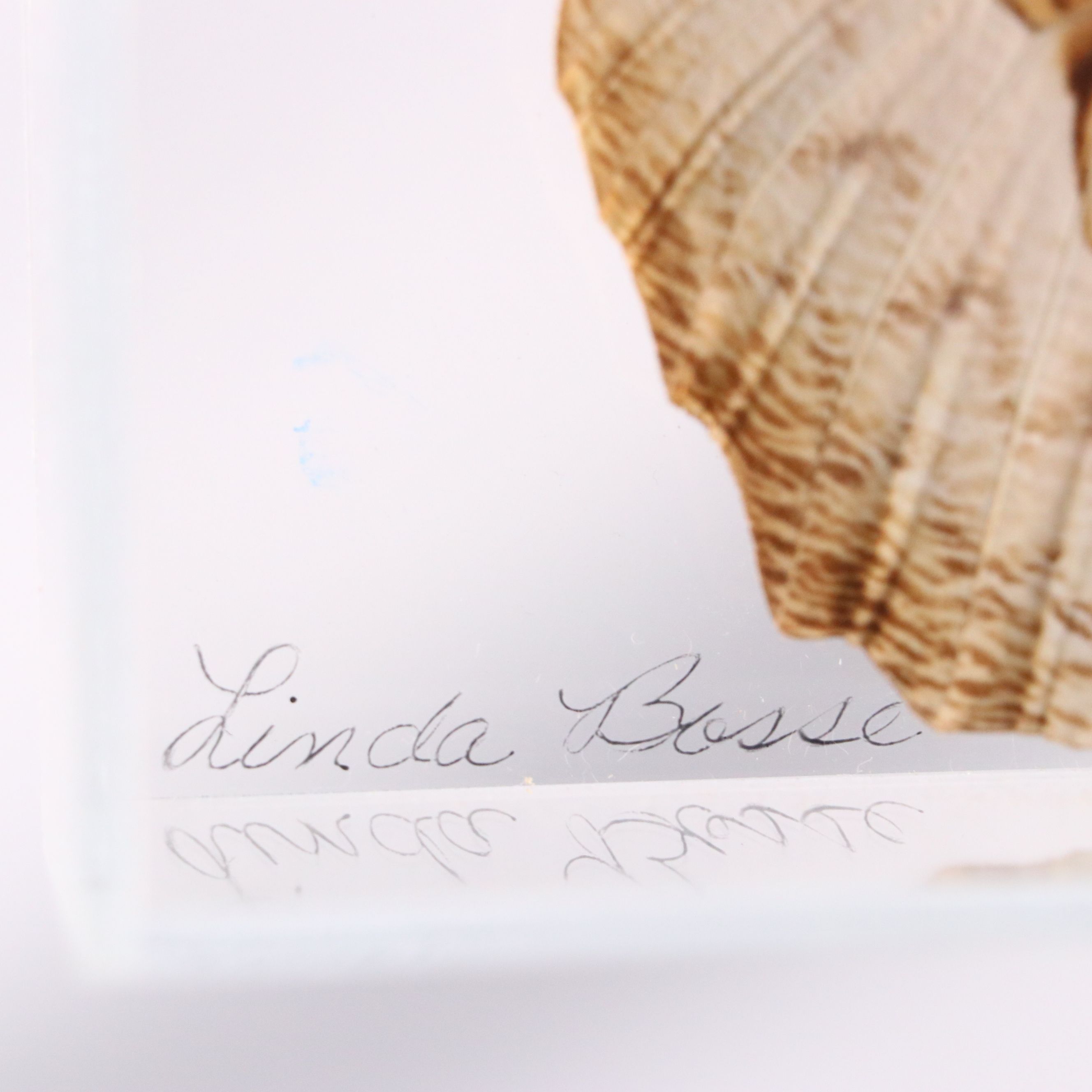 Owl Butterfly and Giant Blue Morpho Specimens in Acrylic Displays