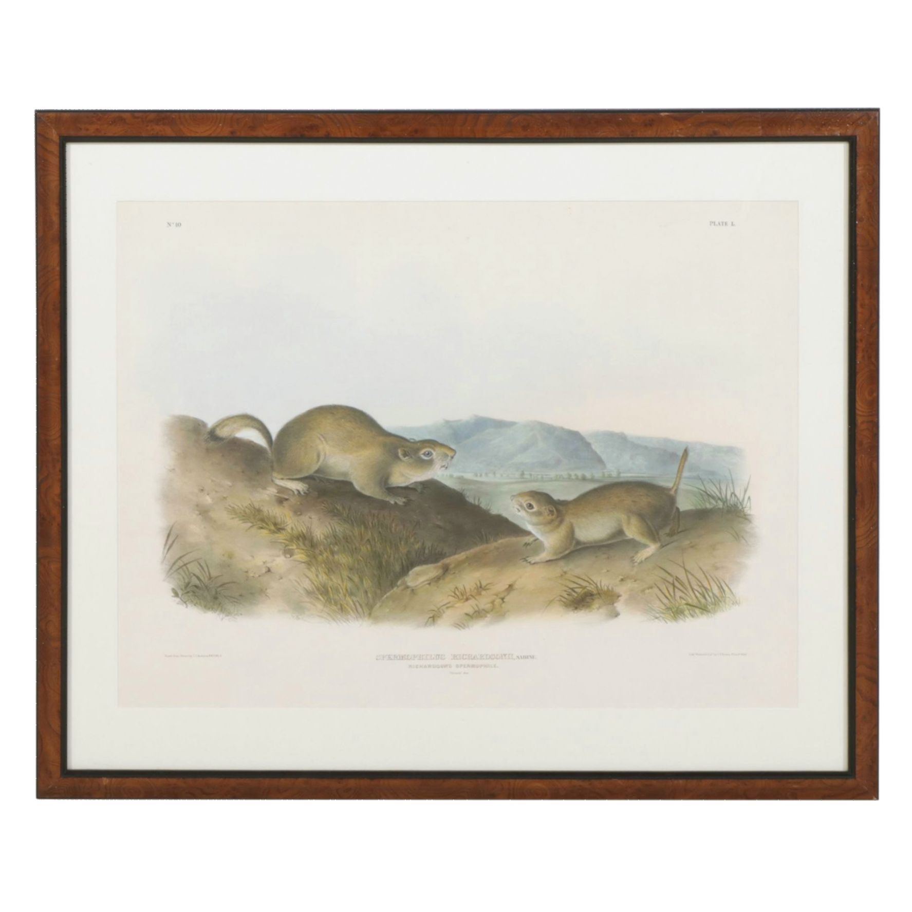 John James Audubon Hand-Colored Lithograph "Richardson's Spermophile", 1844