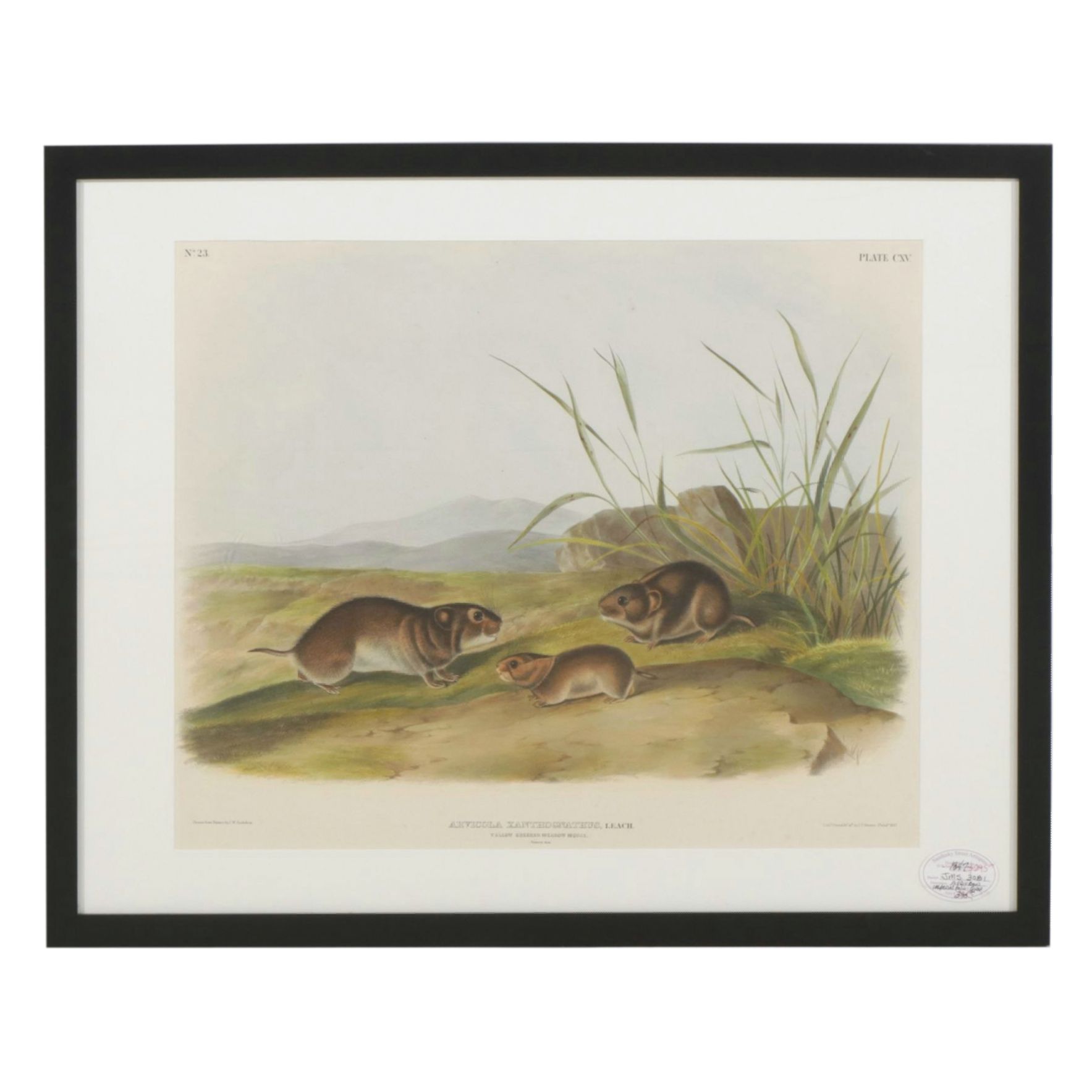 John James Audubon Hand-Colored Lithograph "Yellow Cheeked Meadow Mouse", 1847