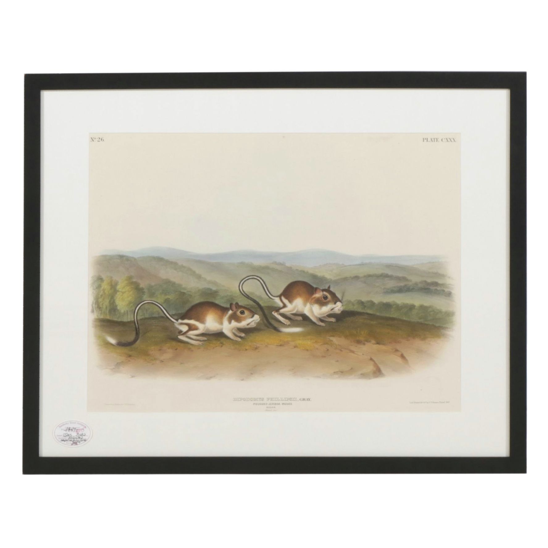 John James Audubon Hand-Colored Lithograph "Pouched Jerboa Mouse (Males)", 1847