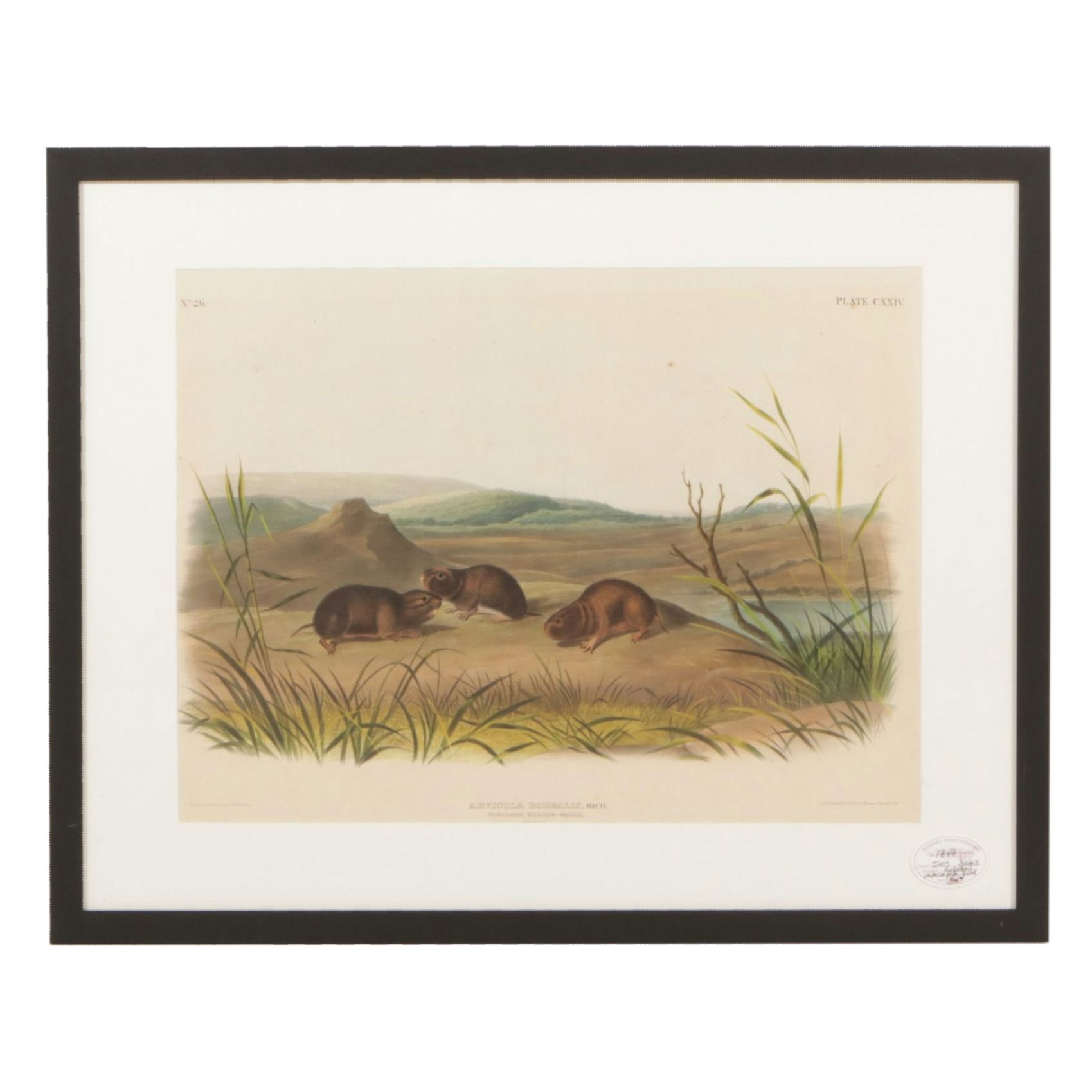 John James Audubon Hand-Colored Lithograph "Northern Meadow-Mouse", 1848