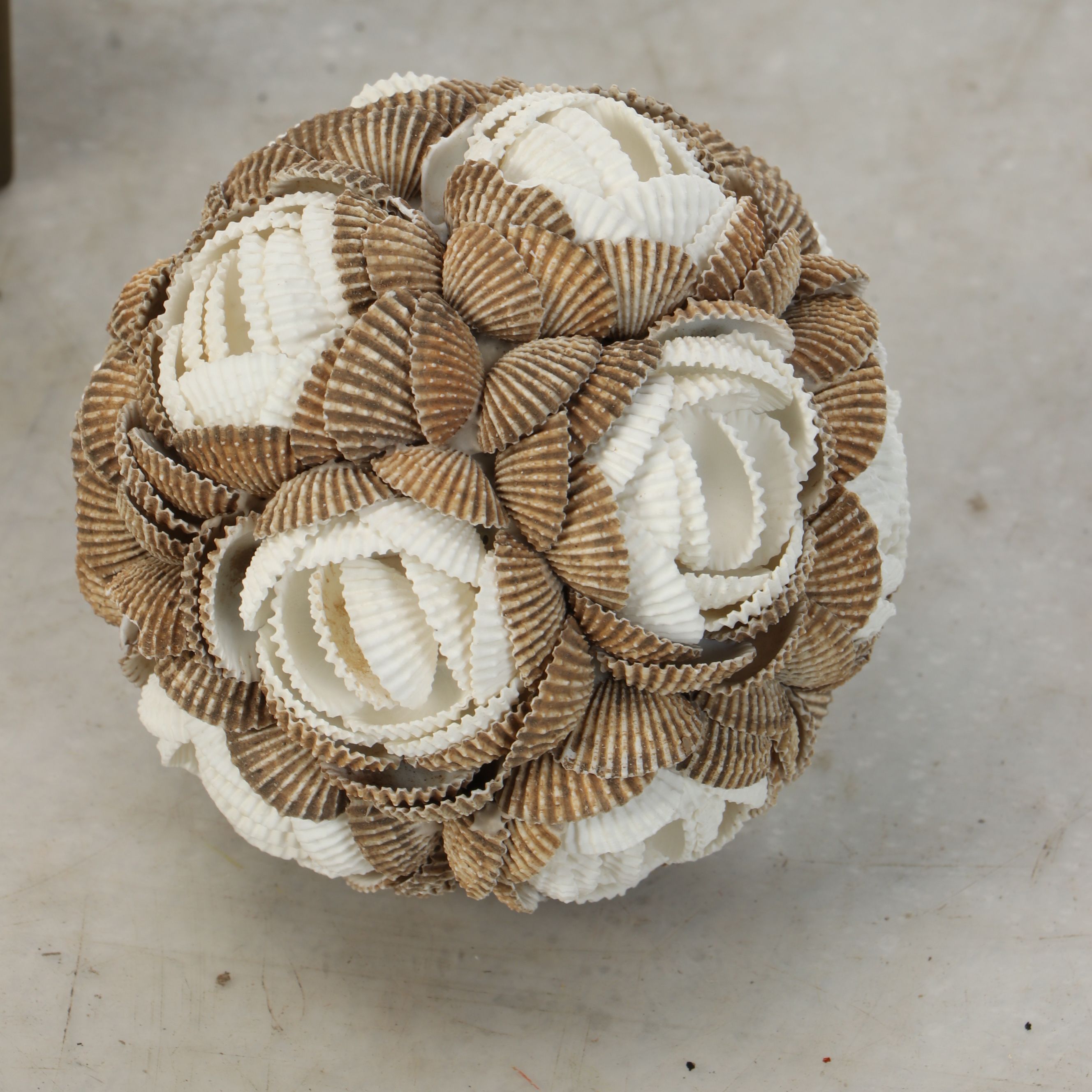 Seashell Clamrose Lamp Cover with Brass Stand and Other Clam Shell Orb