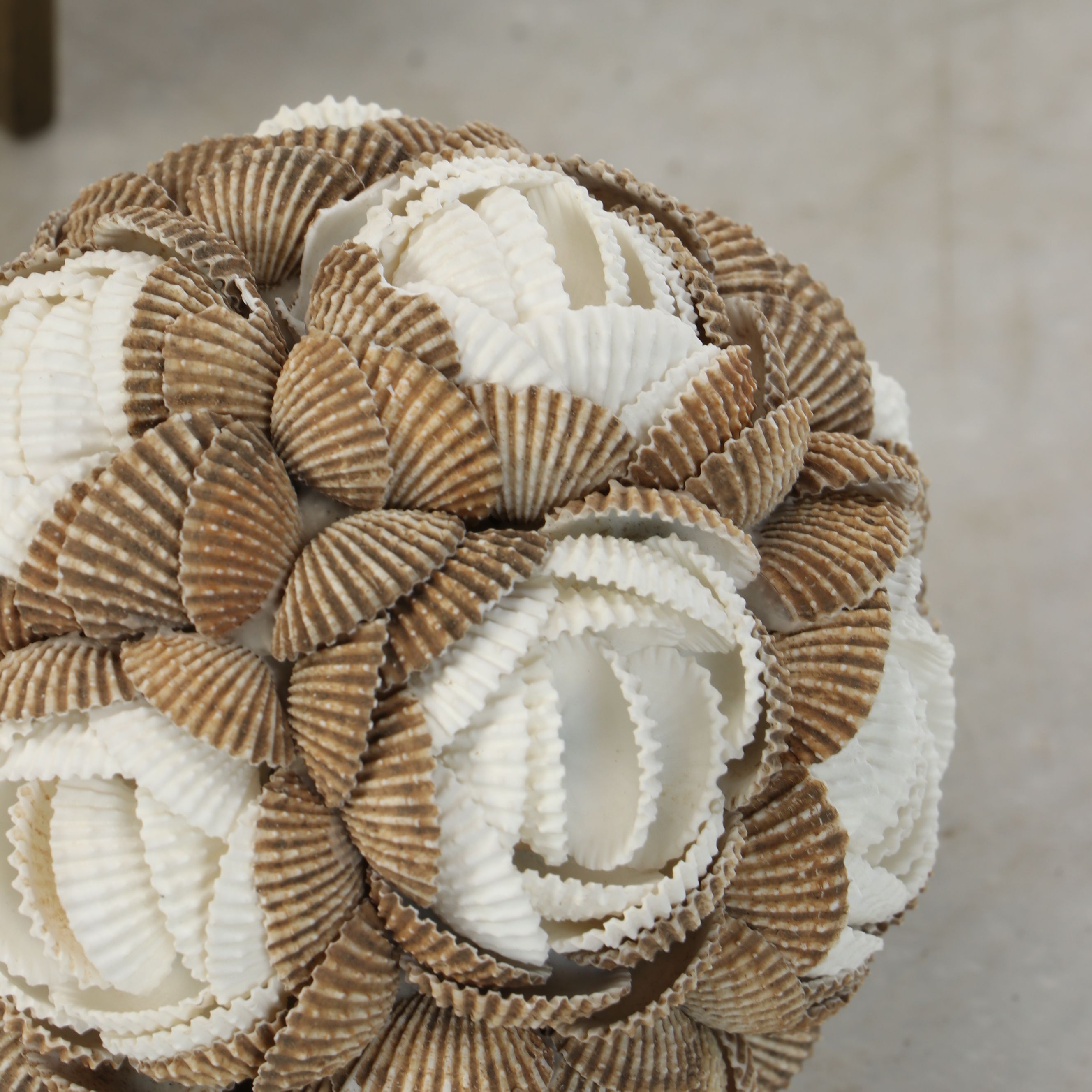 Seashell Clamrose Lamp Cover with Brass Stand and Other Clam Shell Orb