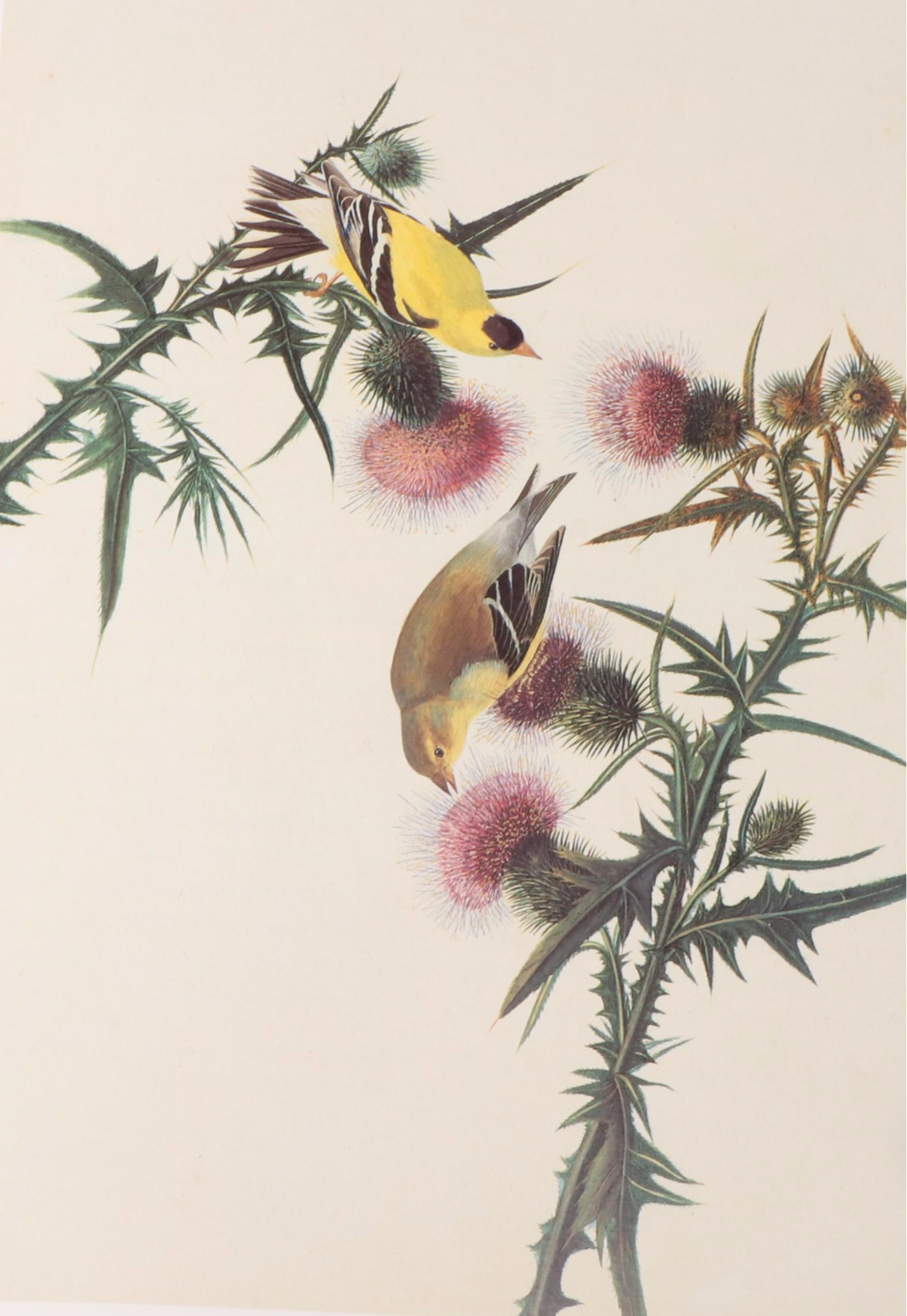 First Printing "John James Audubon: Watercolors for The Birds of America," 1993