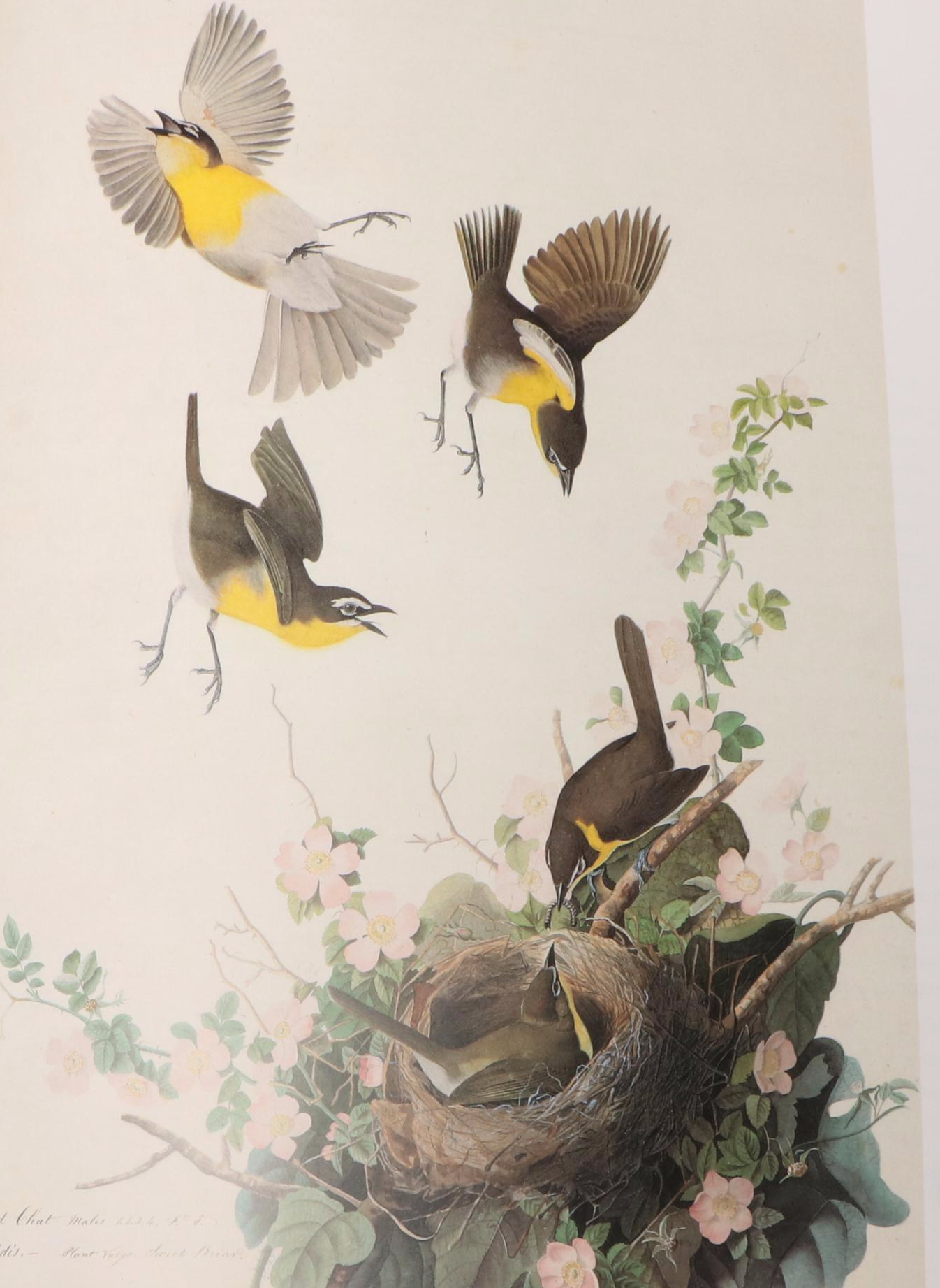 First Printing "John James Audubon: Watercolors for The Birds of America," 1993
