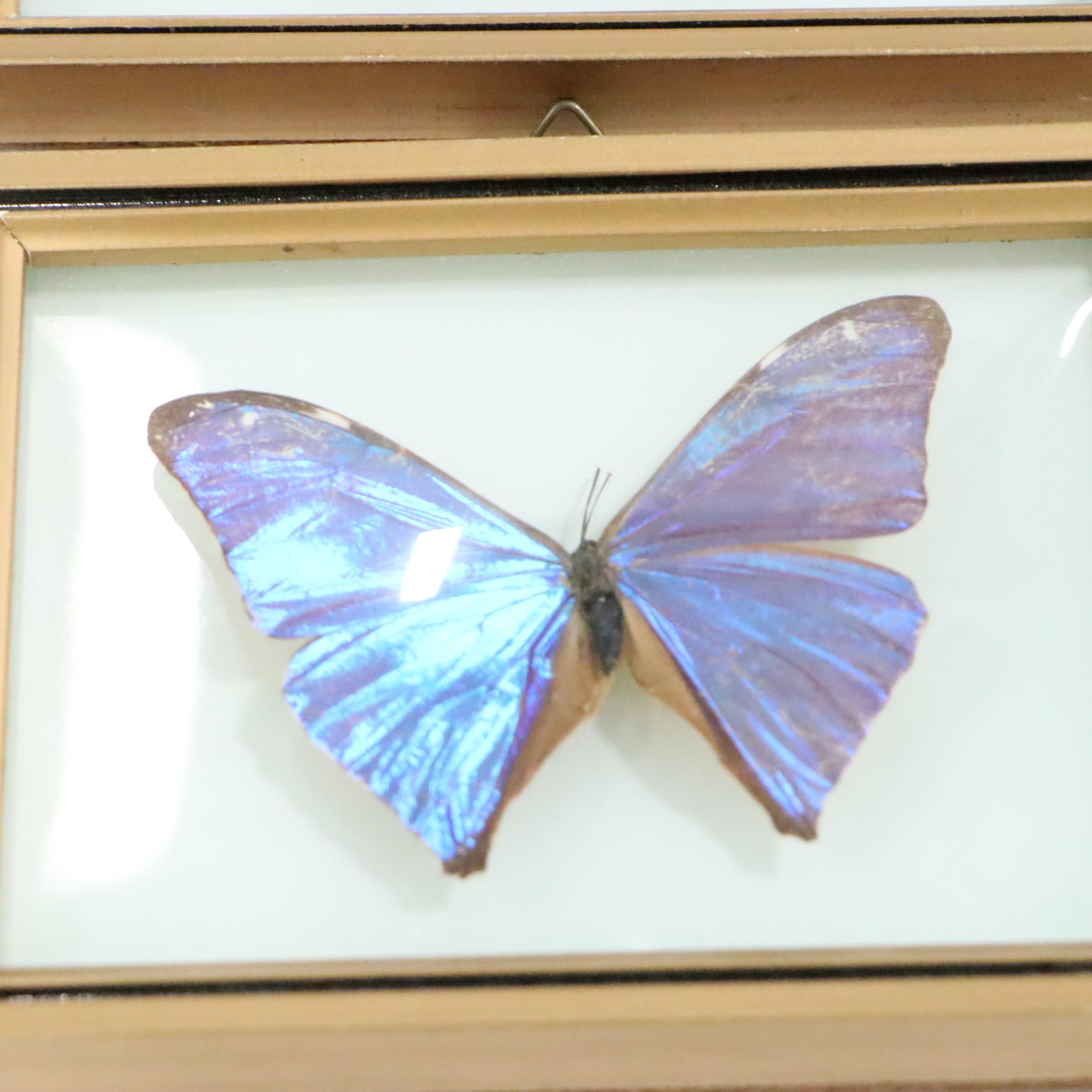 Taxidermy Butterflies and Floral Specimens