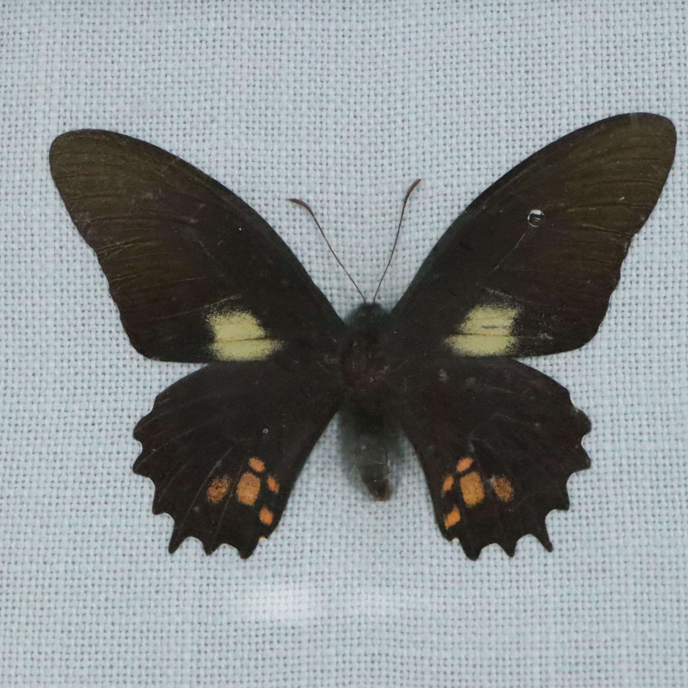 Taxidermy Butterflies and Floral Specimens