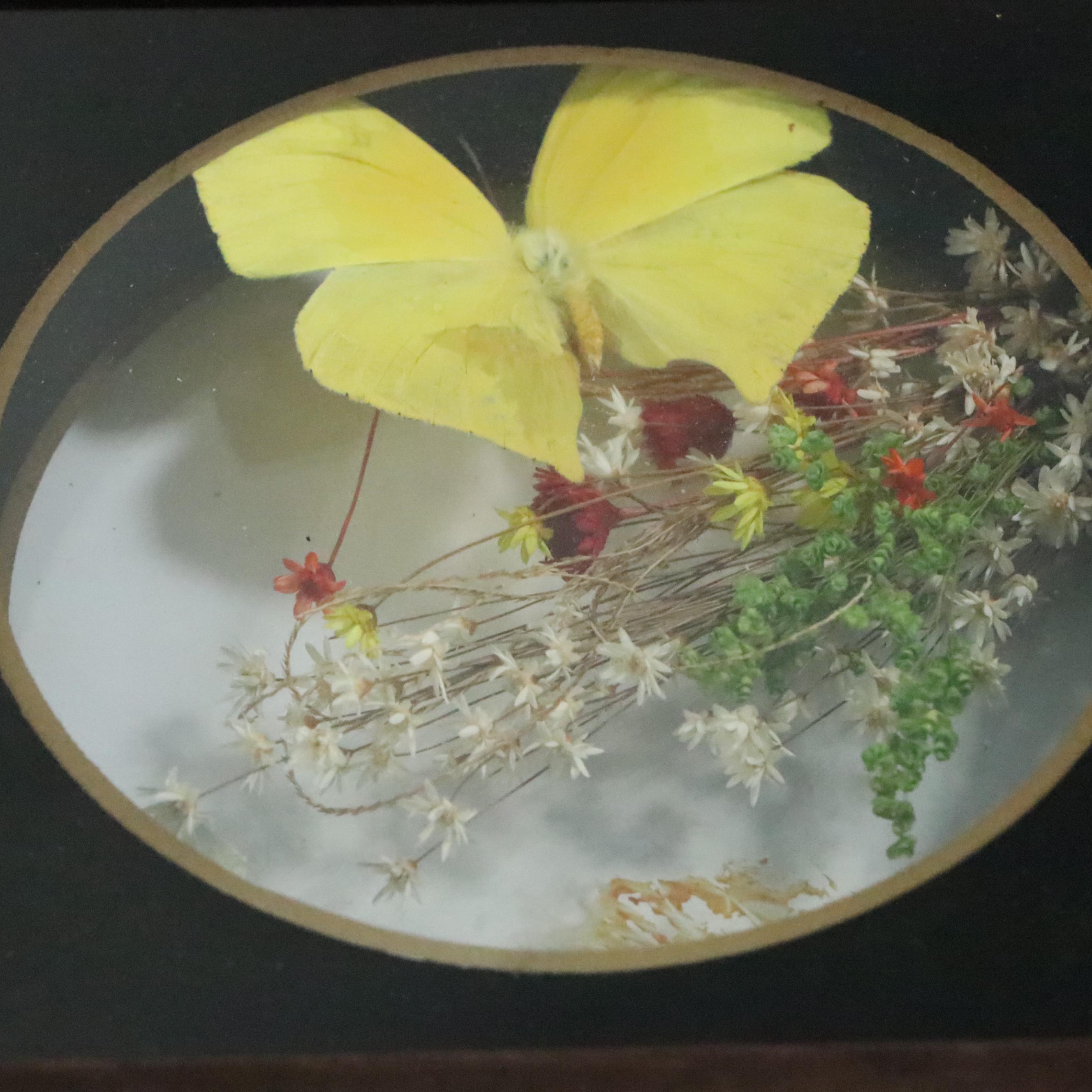 Taxidermy Butterflies and Floral Specimens