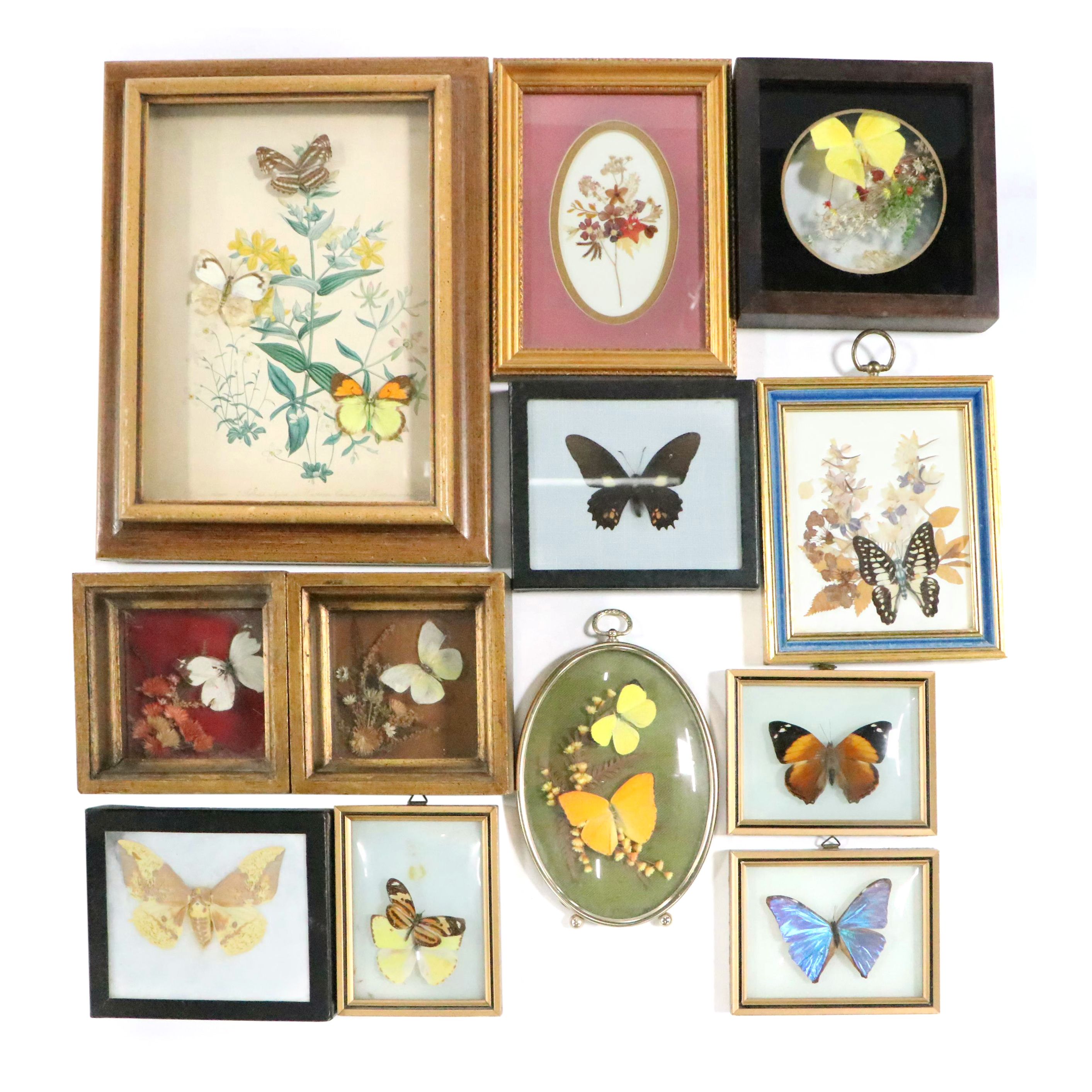 Taxidermy Butterflies and Floral Specimens