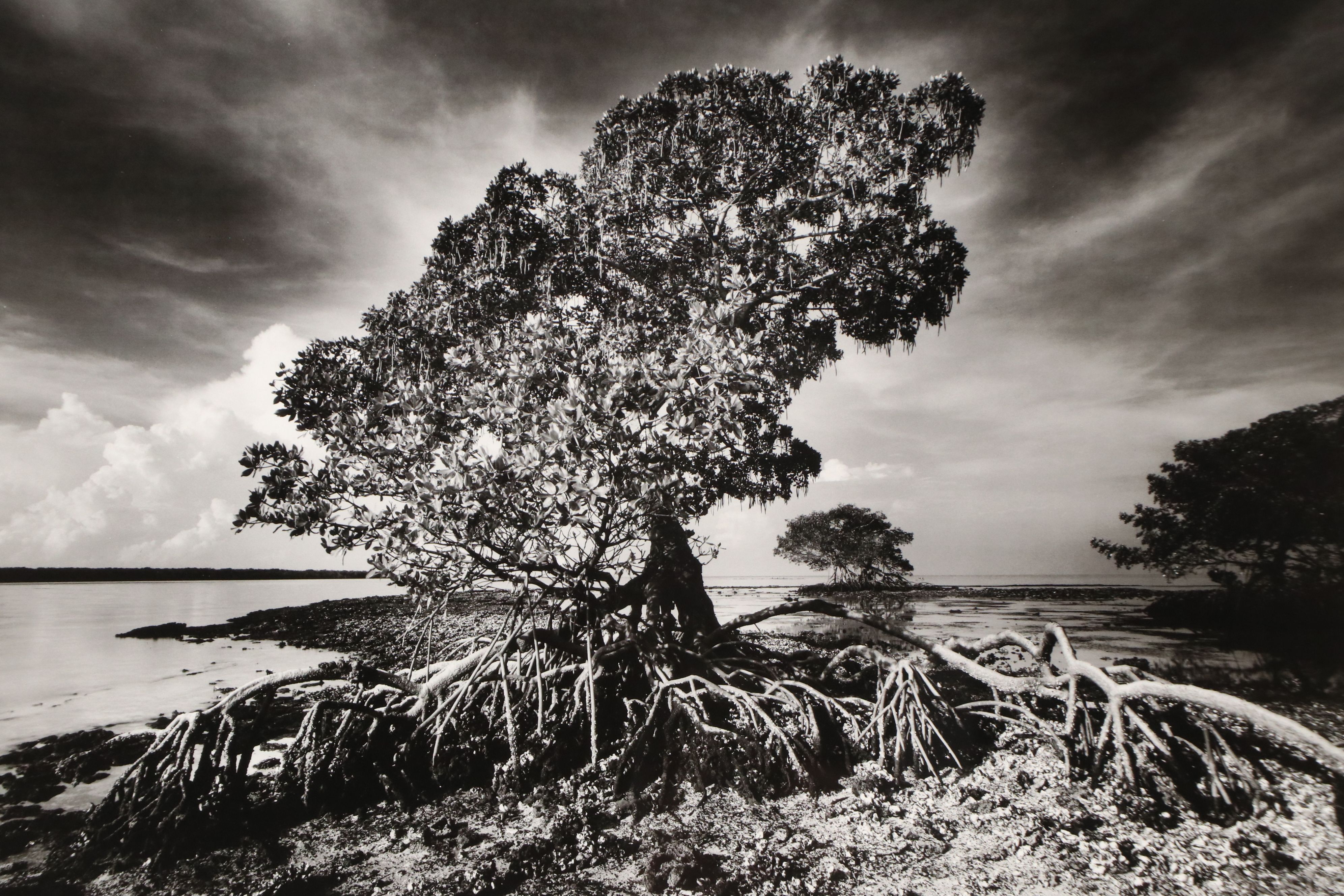 Clyde Butcher Offset Lithograph "Florida Bay," 21st Century