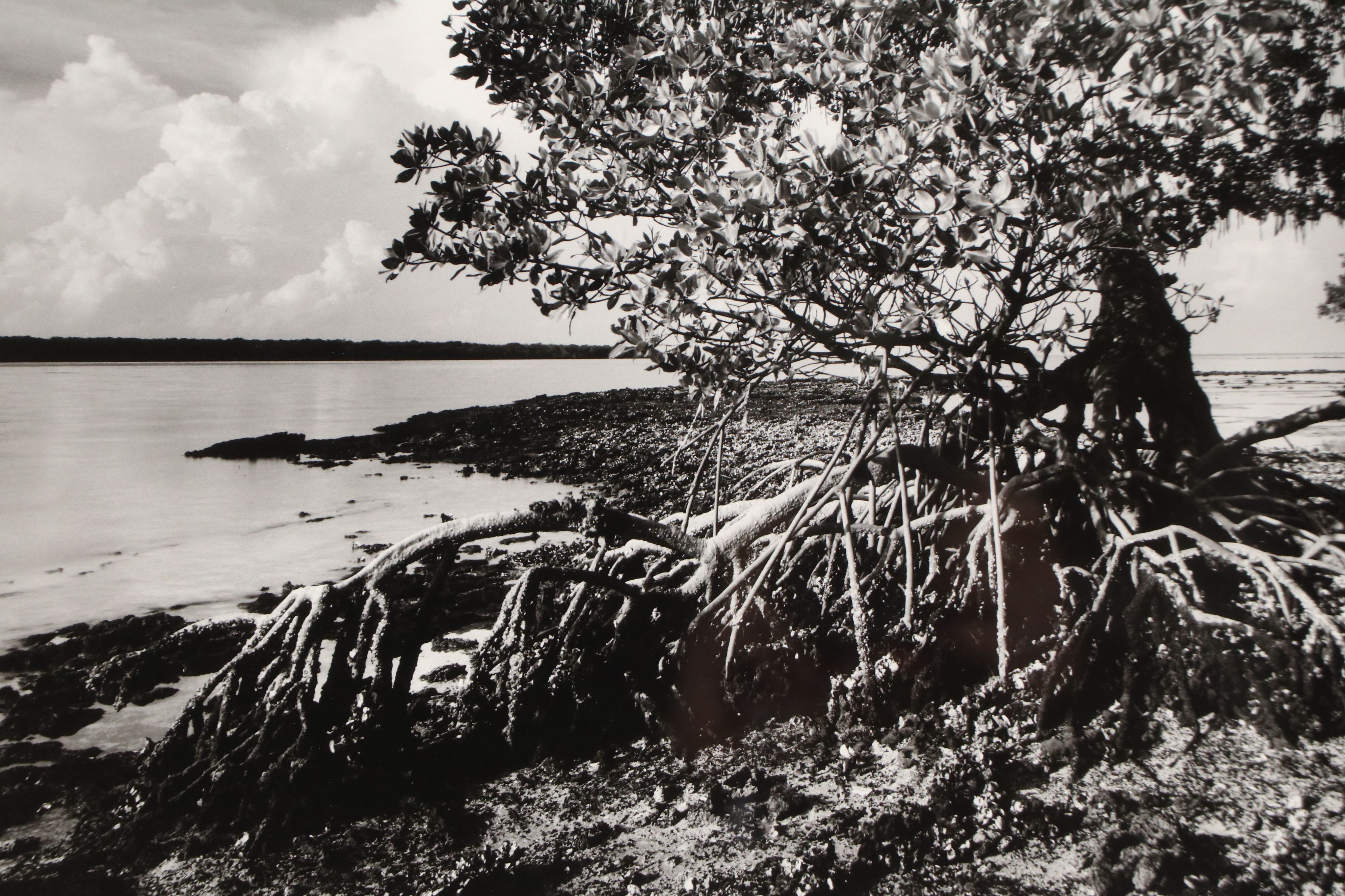 Clyde Butcher Offset Lithograph "Florida Bay," 21st Century