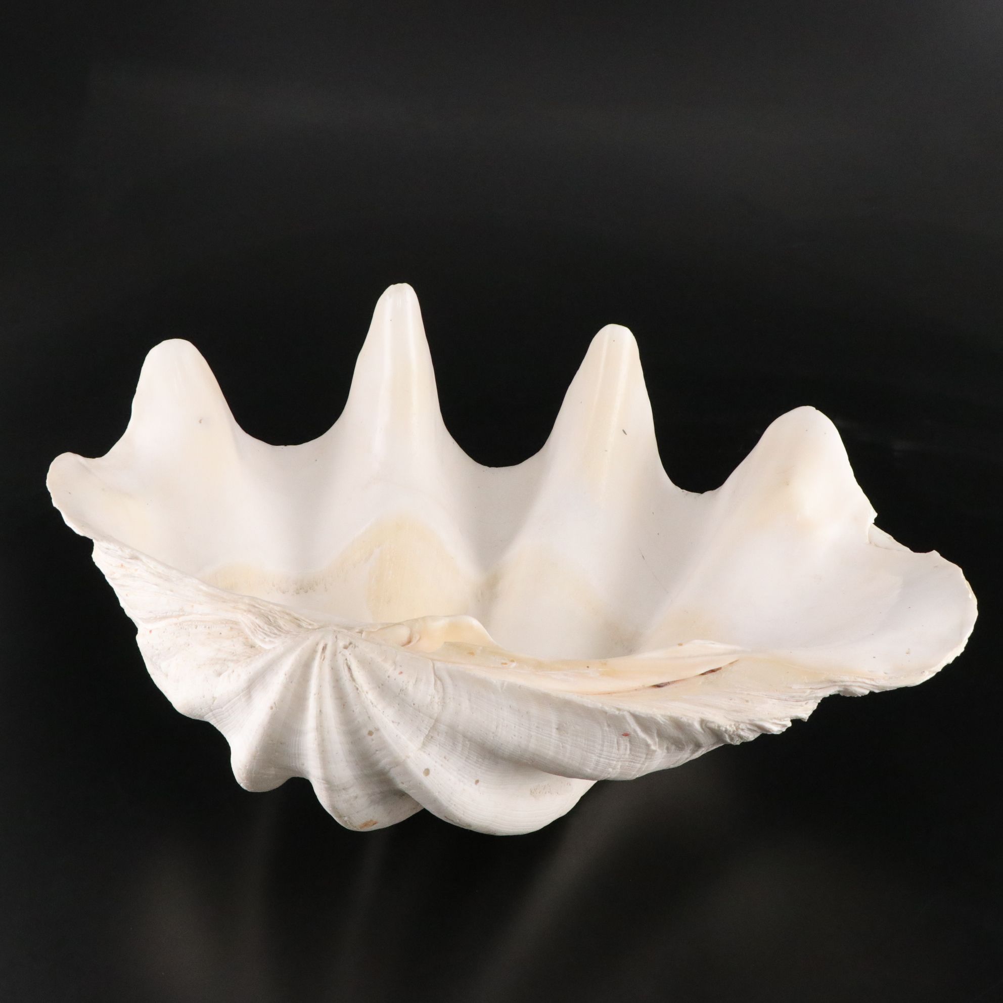 Giant Clam Half Shell Specimen