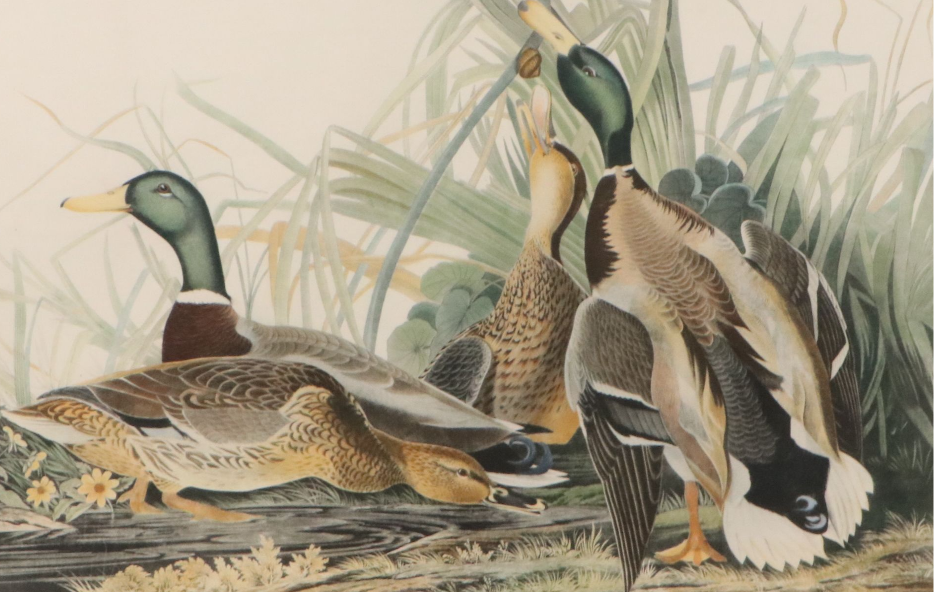 After John James Audubon Hand Colored Lithograph "Mallard Duck"