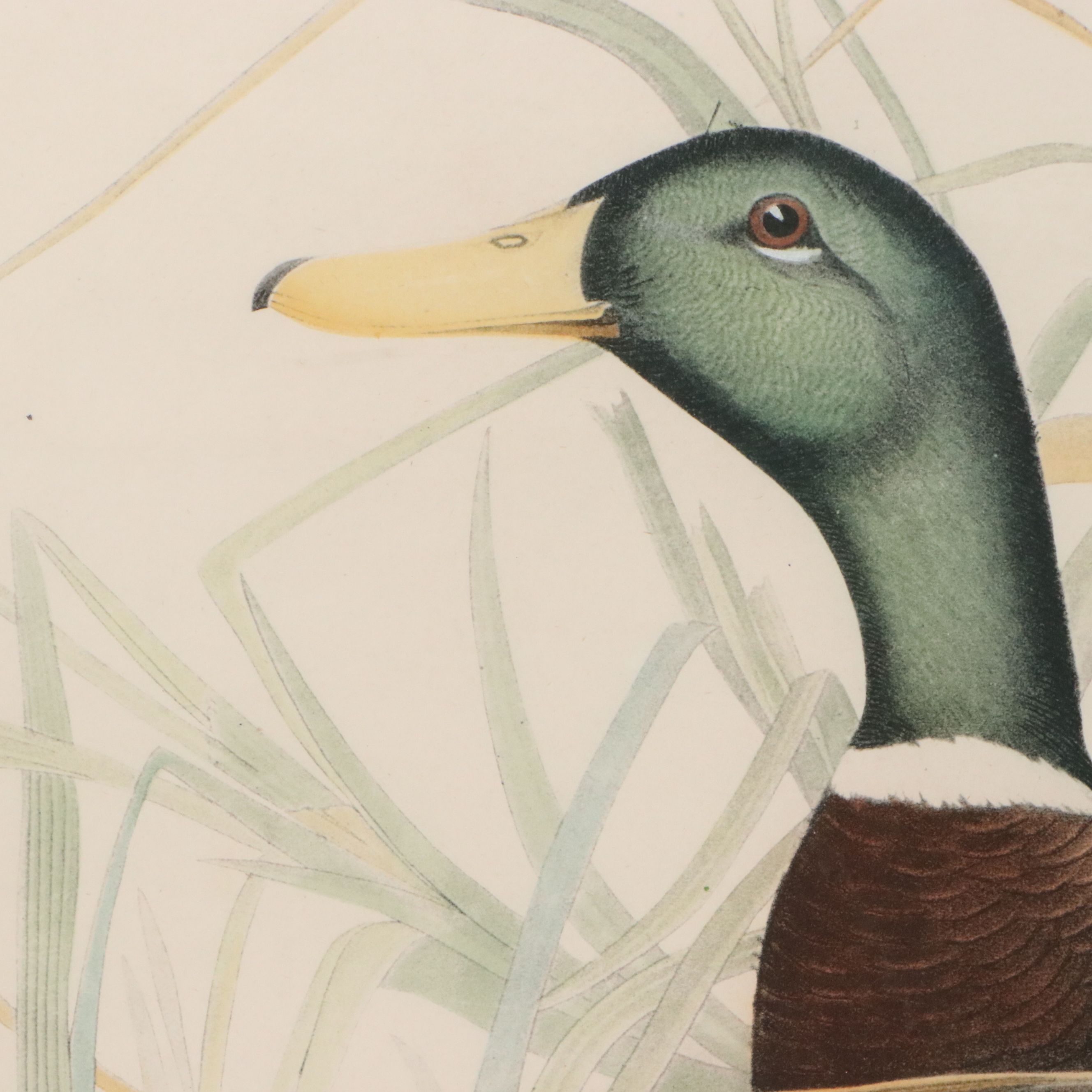 After John James Audubon Hand Colored Lithograph "Mallard Duck"