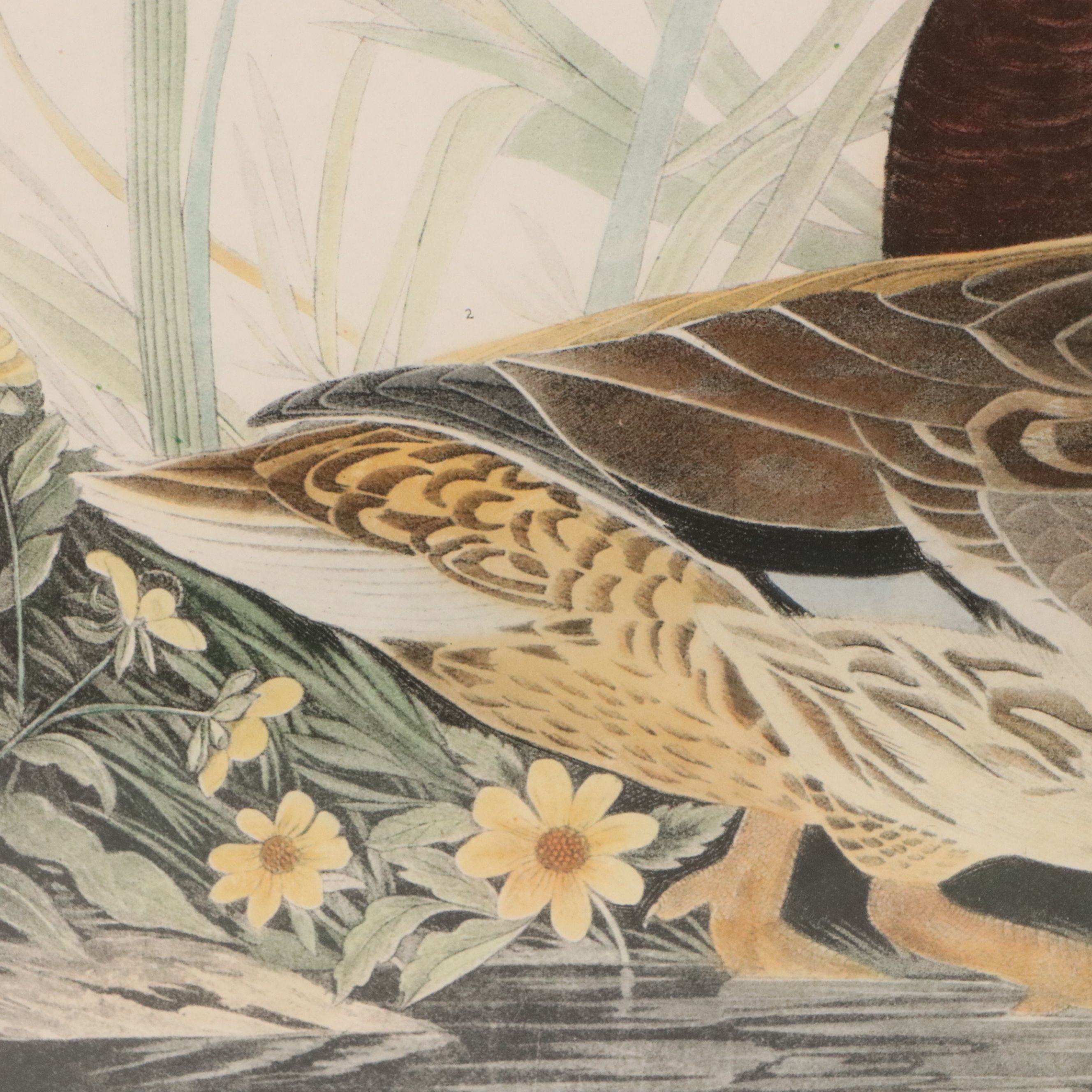 After John James Audubon Hand Colored Lithograph "Mallard Duck"