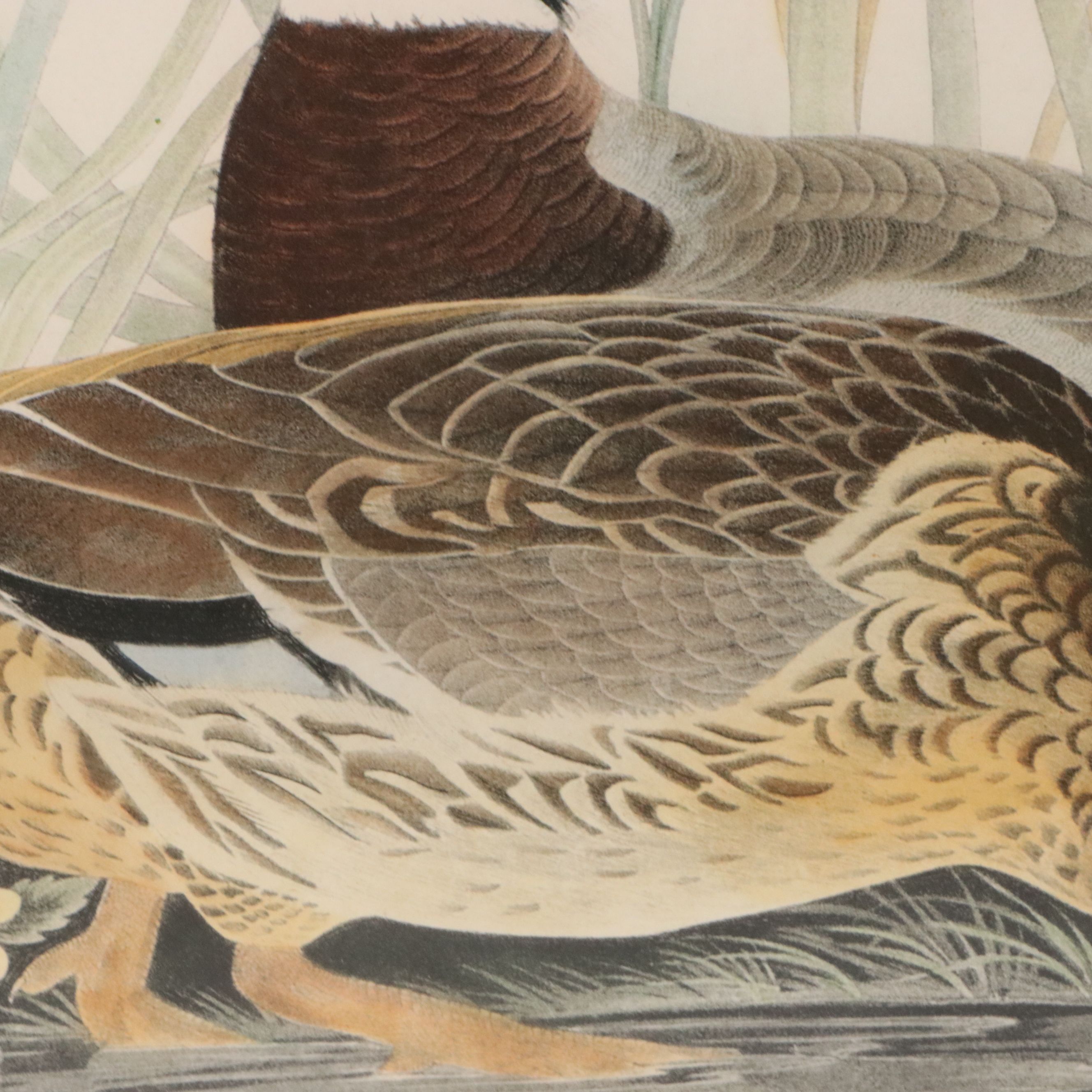 After John James Audubon Hand Colored Lithograph "Mallard Duck"