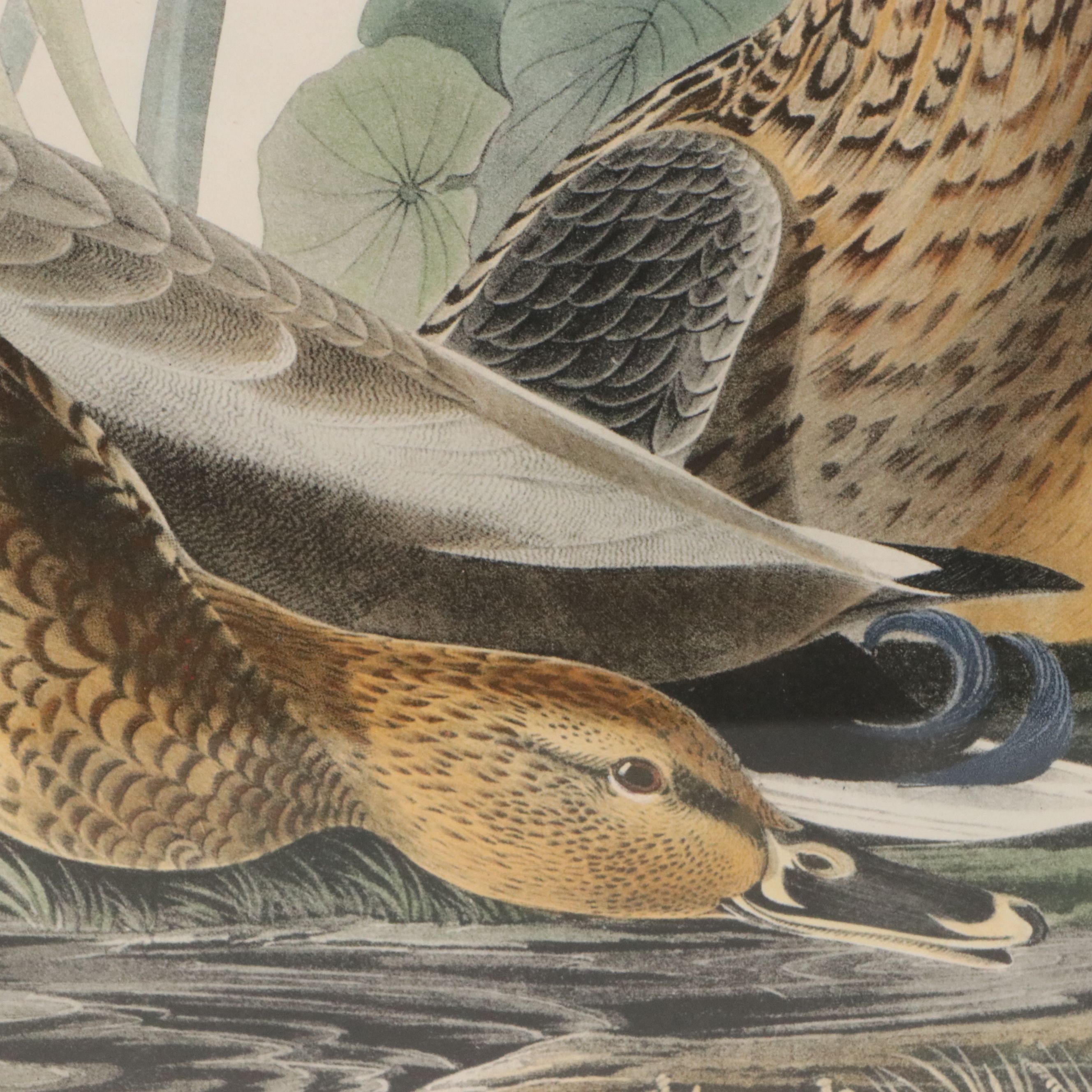 After John James Audubon Hand Colored Lithograph "Mallard Duck"