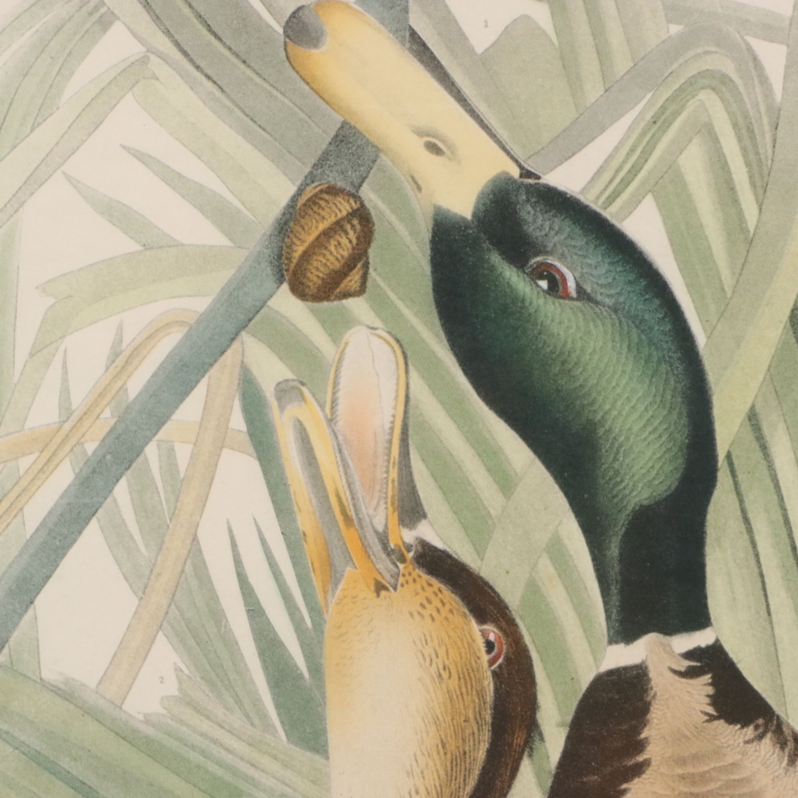After John James Audubon Hand Colored Lithograph "Mallard Duck"
