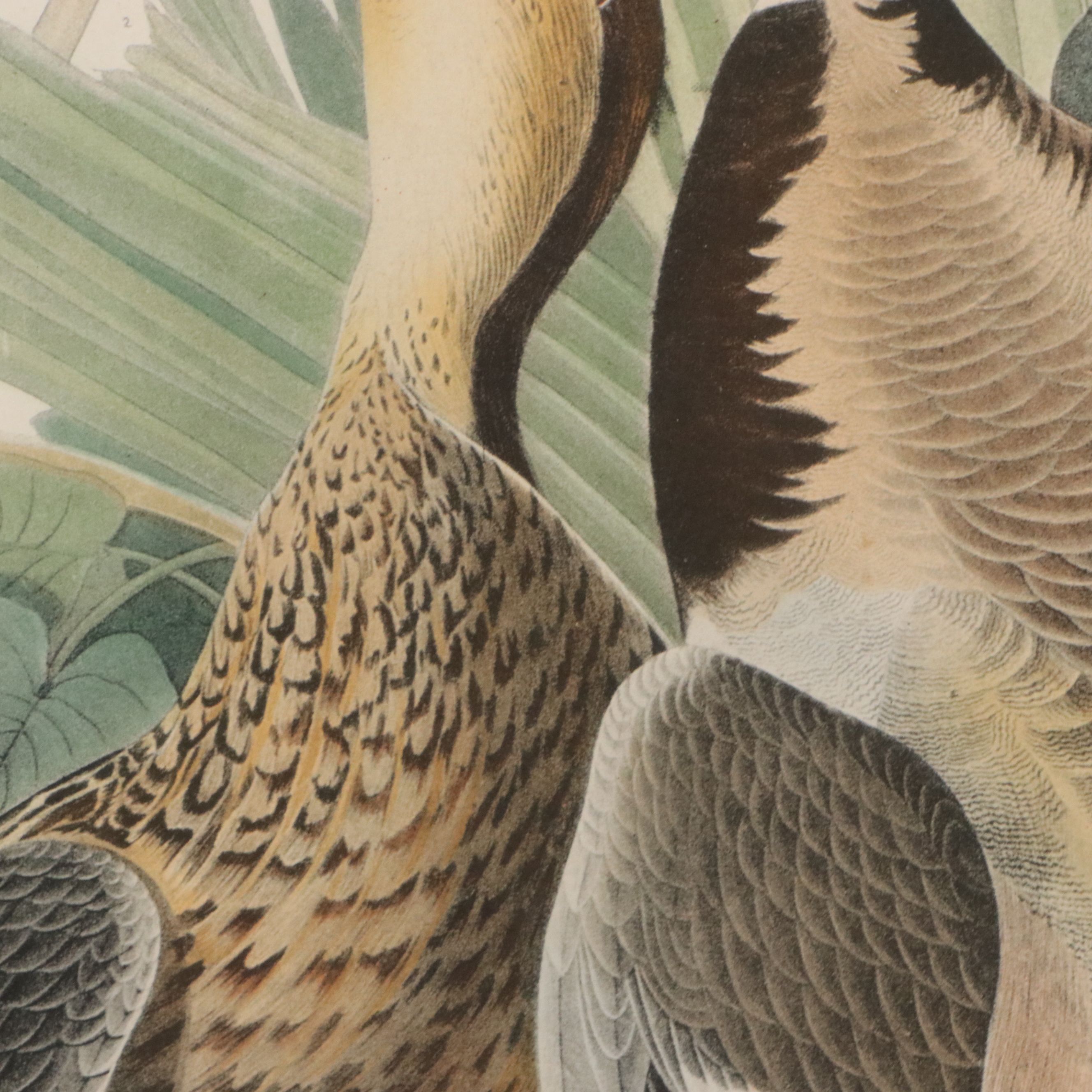 After John James Audubon Hand Colored Lithograph "Mallard Duck"