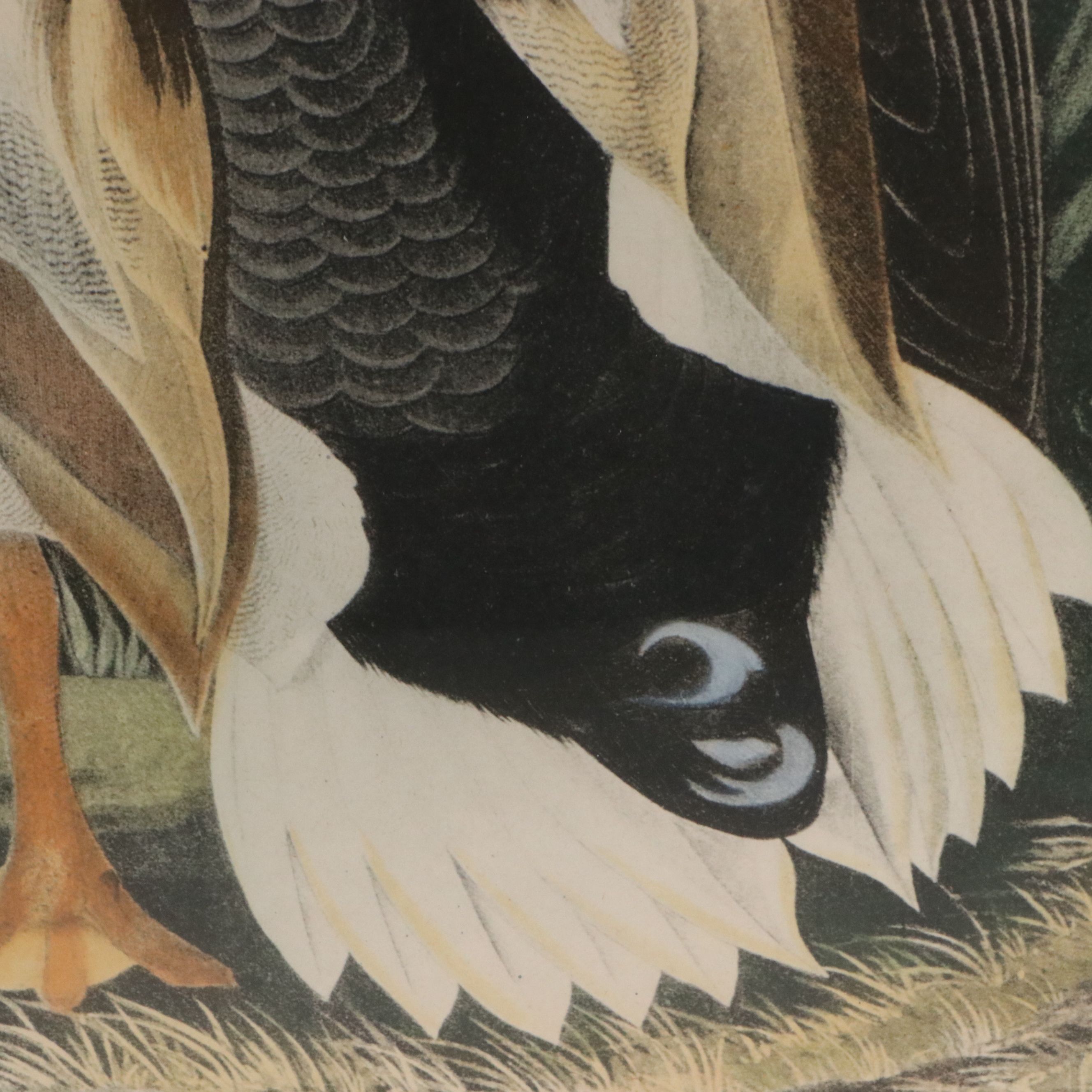 After John James Audubon Hand Colored Lithograph "Mallard Duck"