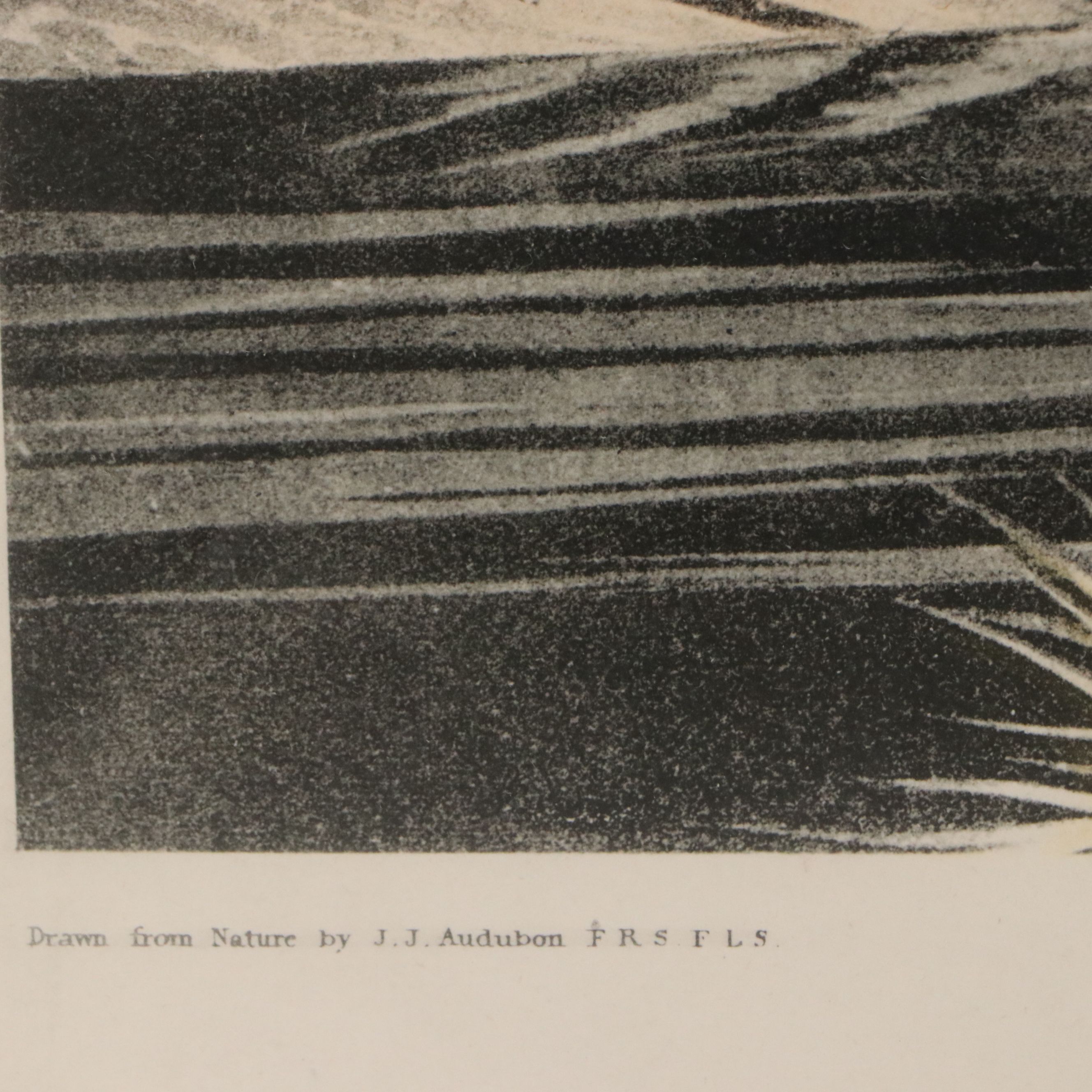 After John James Audubon Hand Colored Lithograph "Mallard Duck"