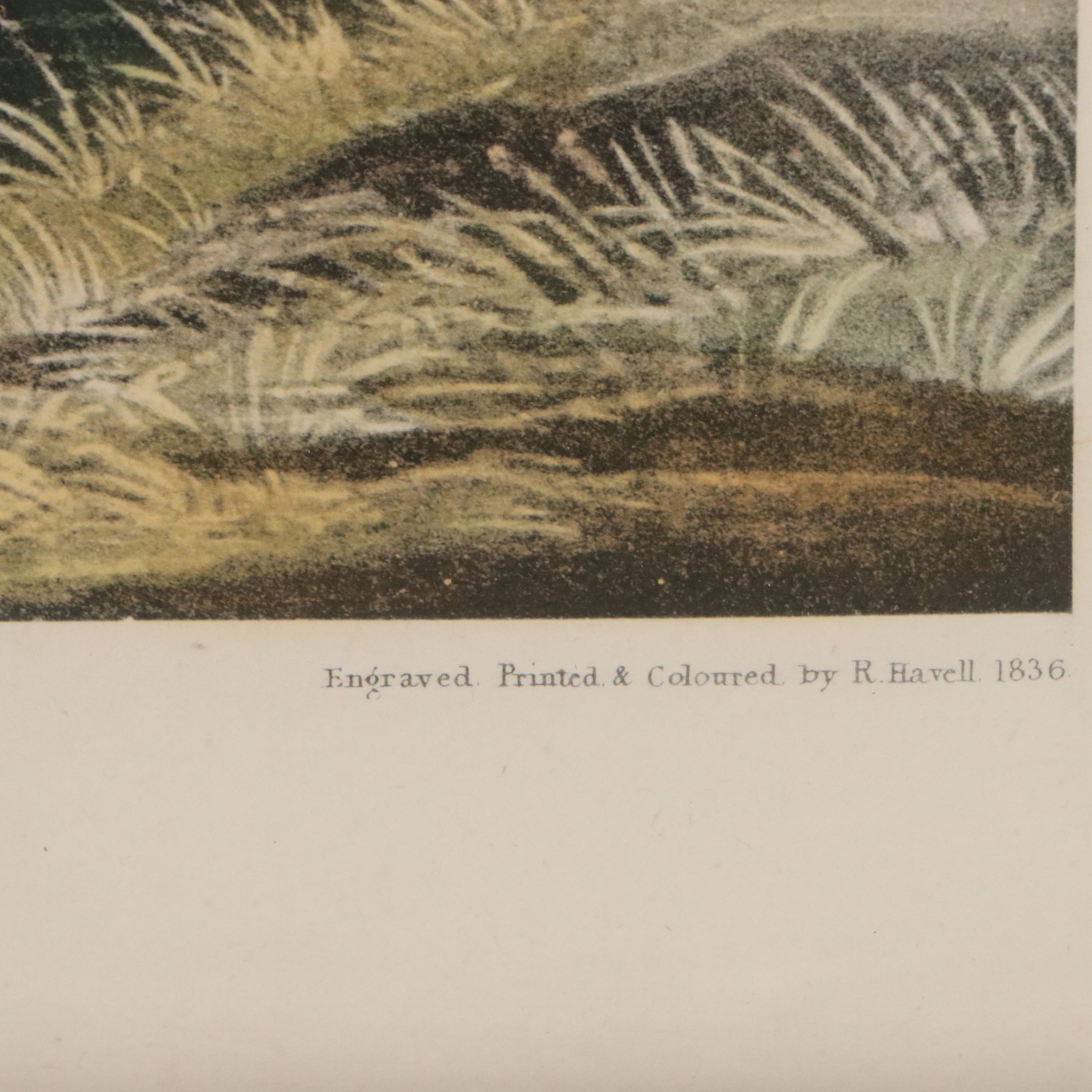 After John James Audubon Hand Colored Lithograph "Mallard Duck"