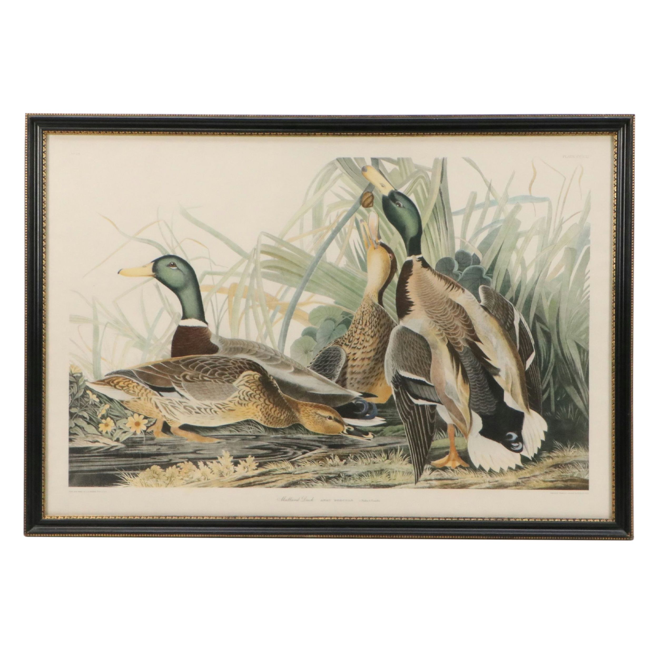 After John James Audubon Hand Colored Lithograph "Mallard Duck"