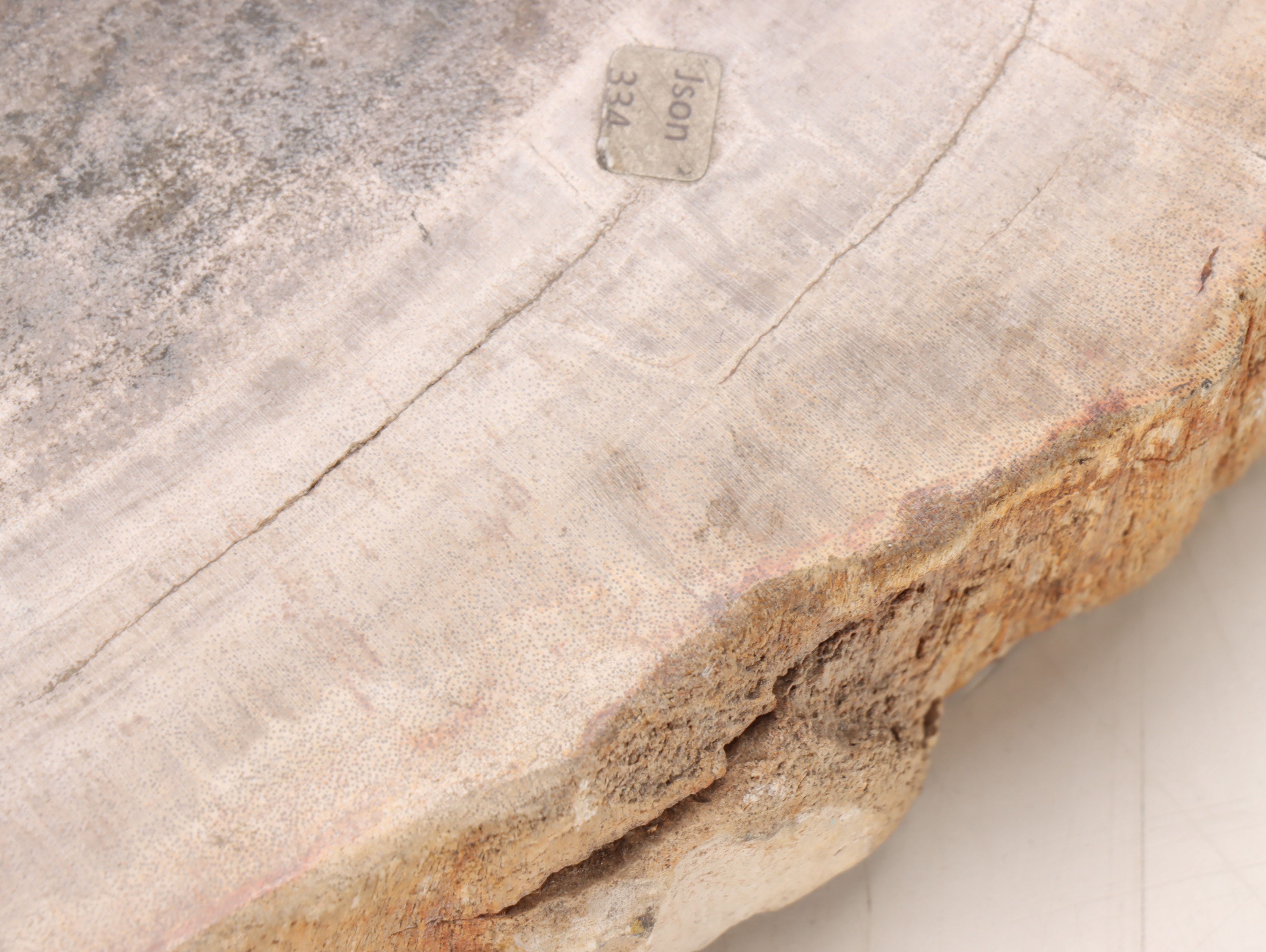 Polished Petrified Wood Slab