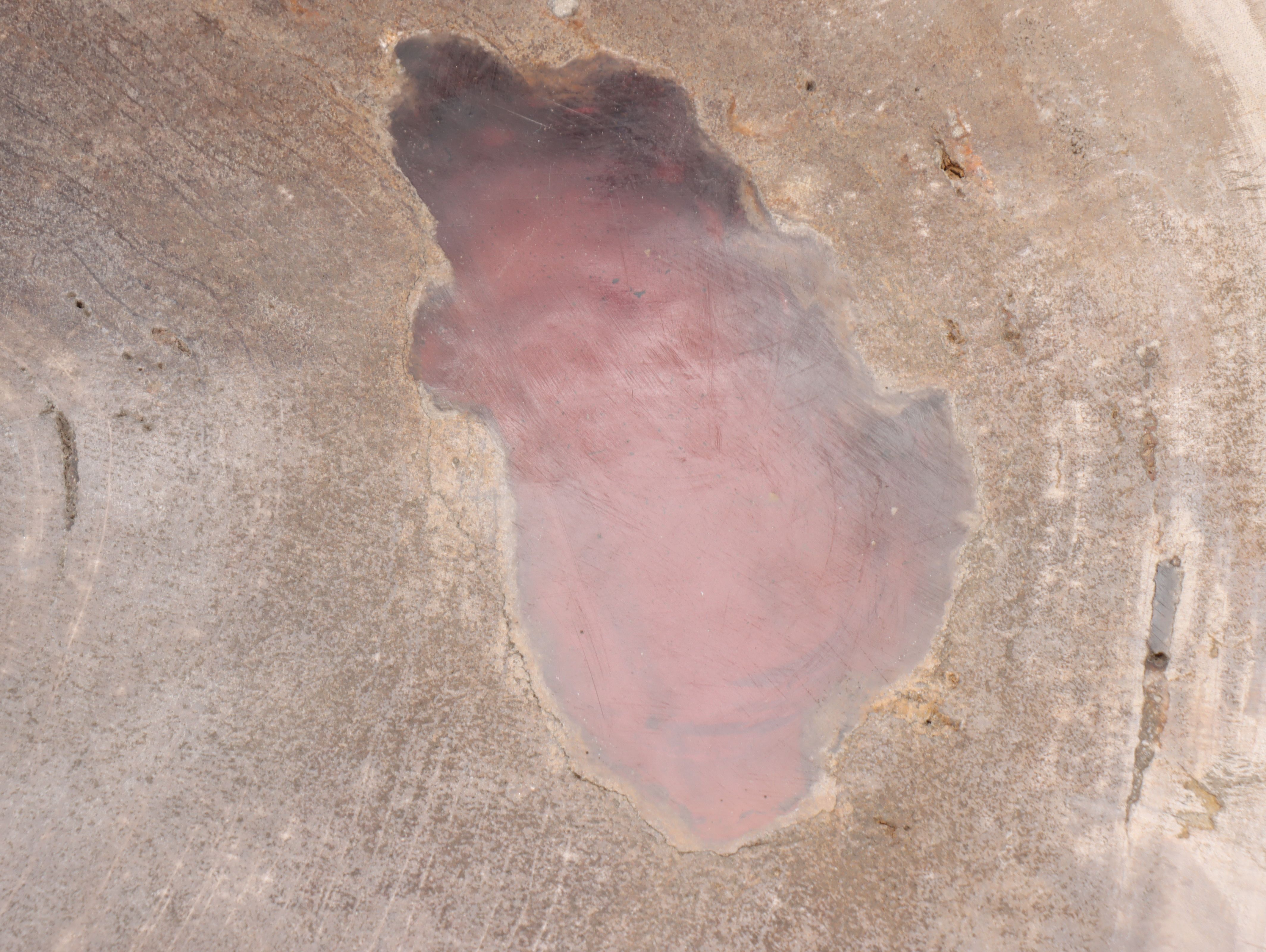 Polished Petrified Wood Slab