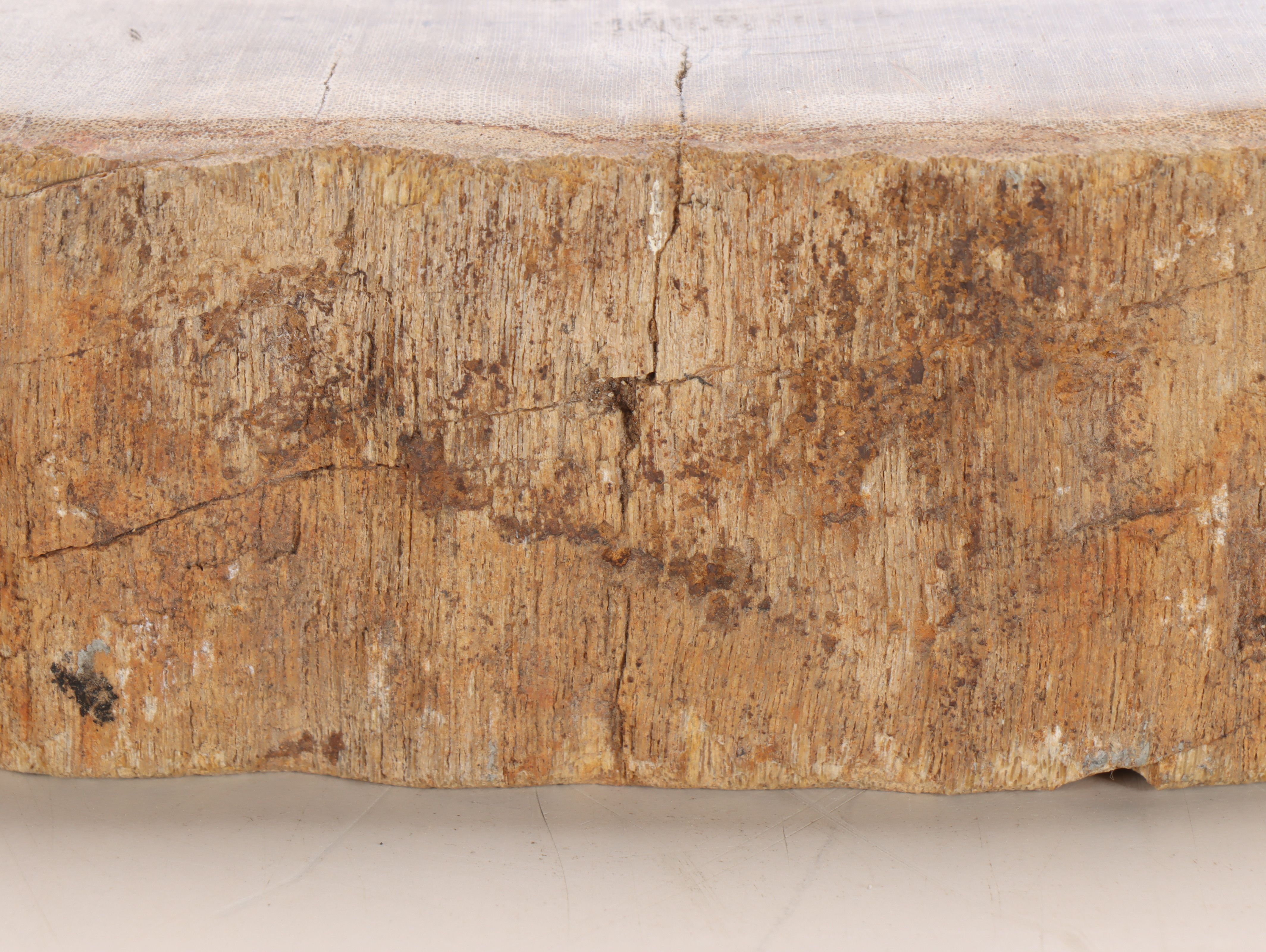 Polished Petrified Wood Slab