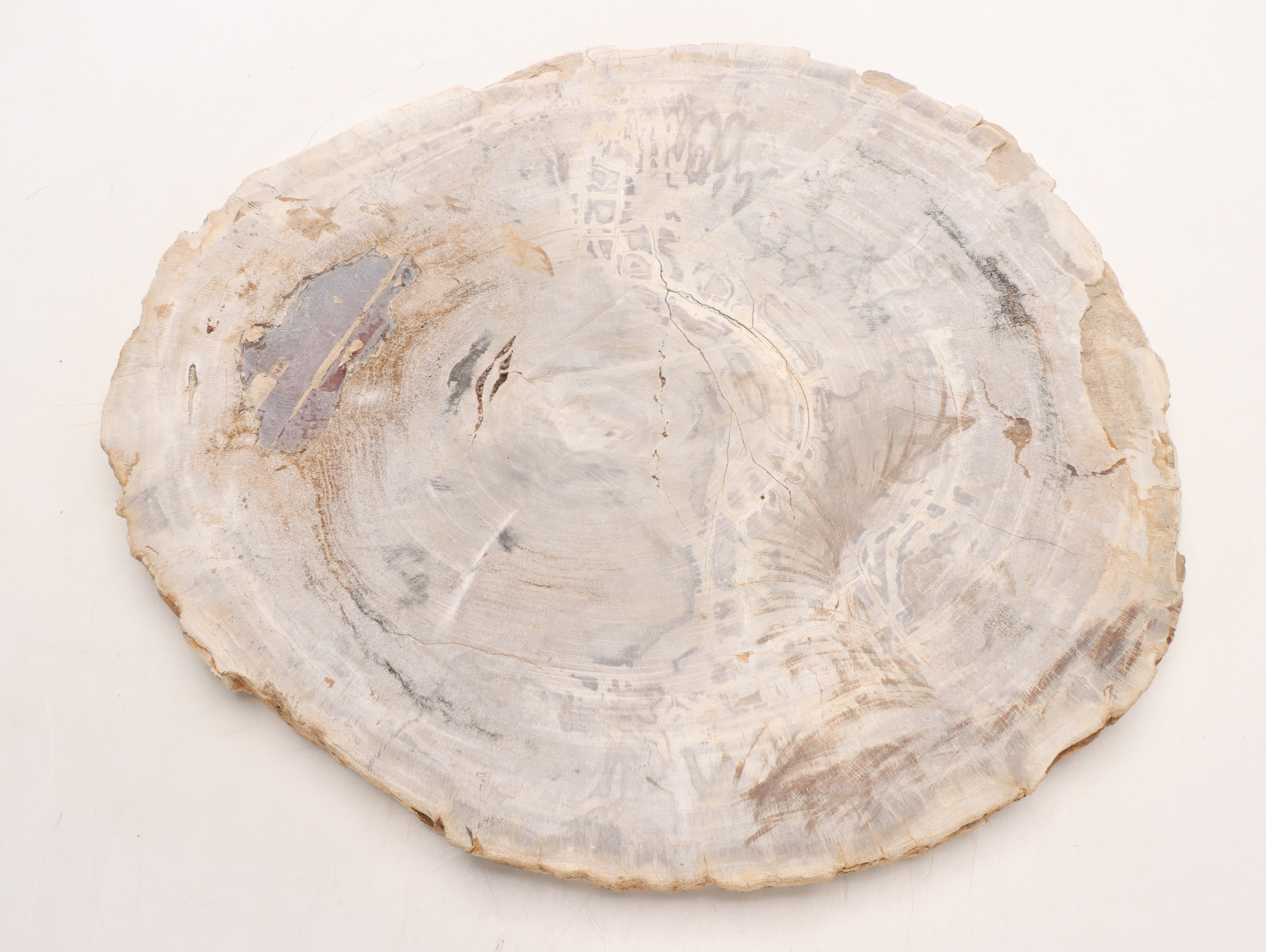Polished Petrified Wood Slab