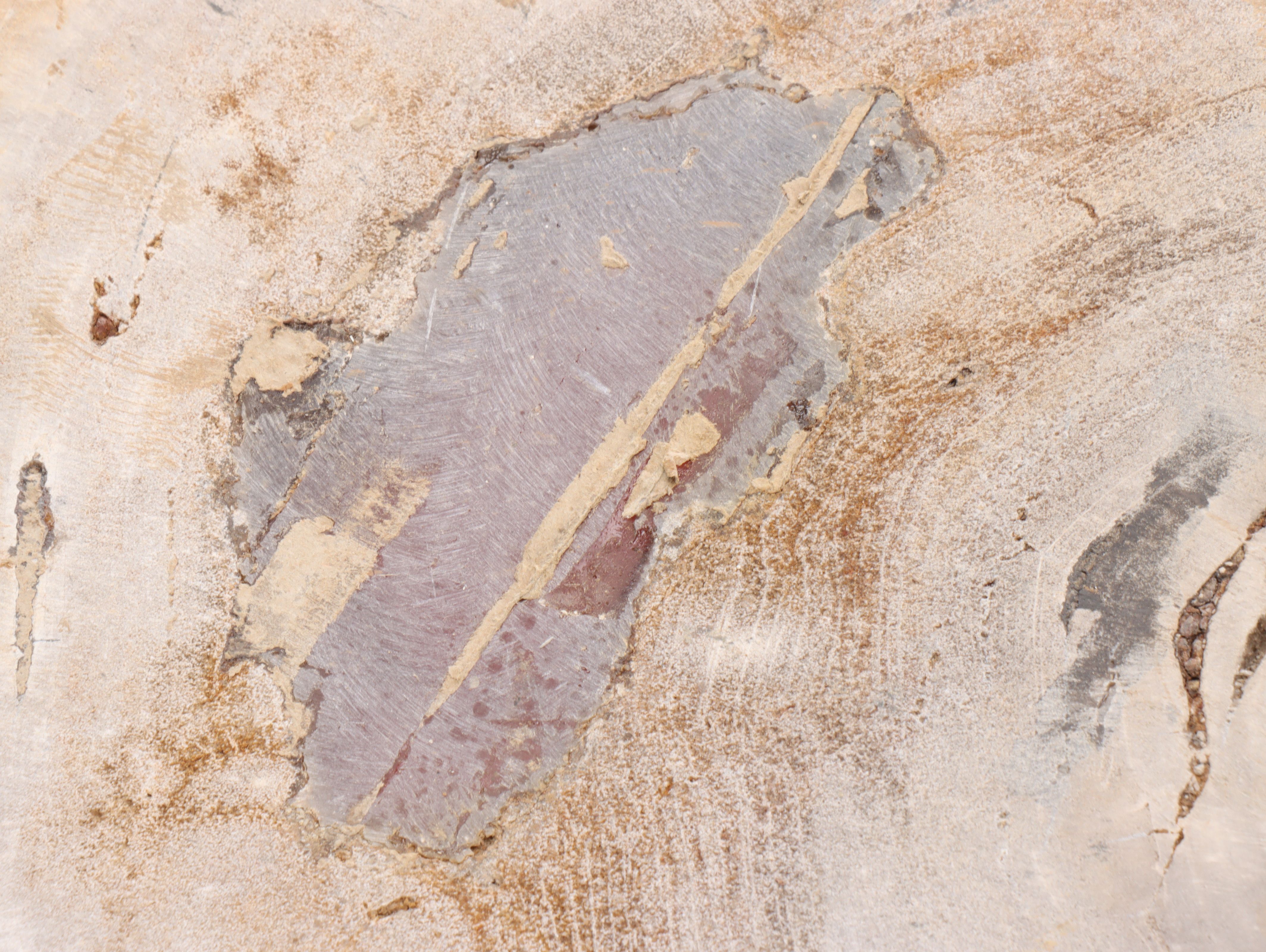 Polished Petrified Wood Slab